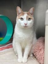 Maple, ADOPTABLE, Adult Male Domestic Short Hair.