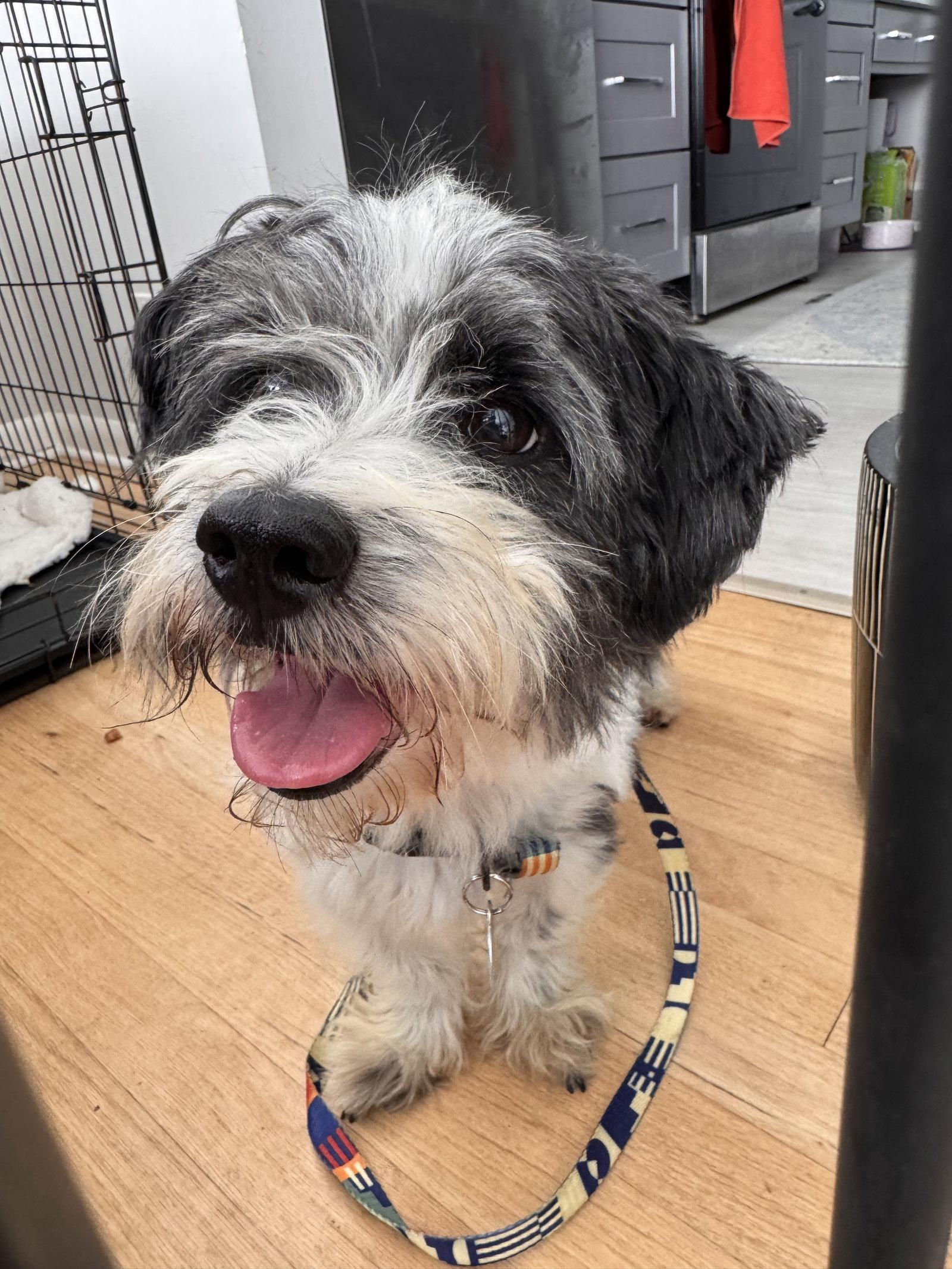 Panda, Adoptable, Adult Male Maltese.