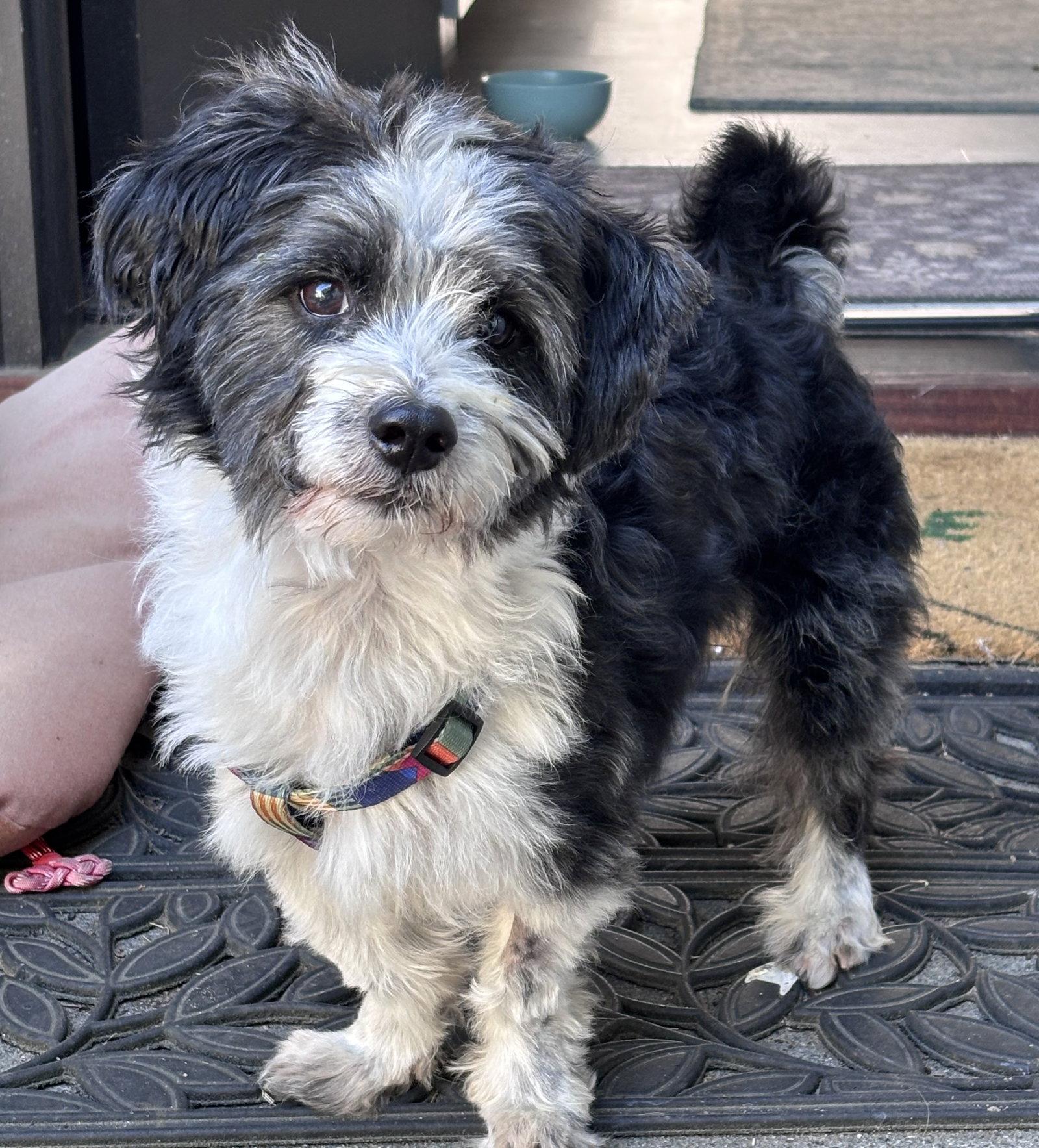 Panda, a Adoptable Maltese in Seattle, WA image 2/3
