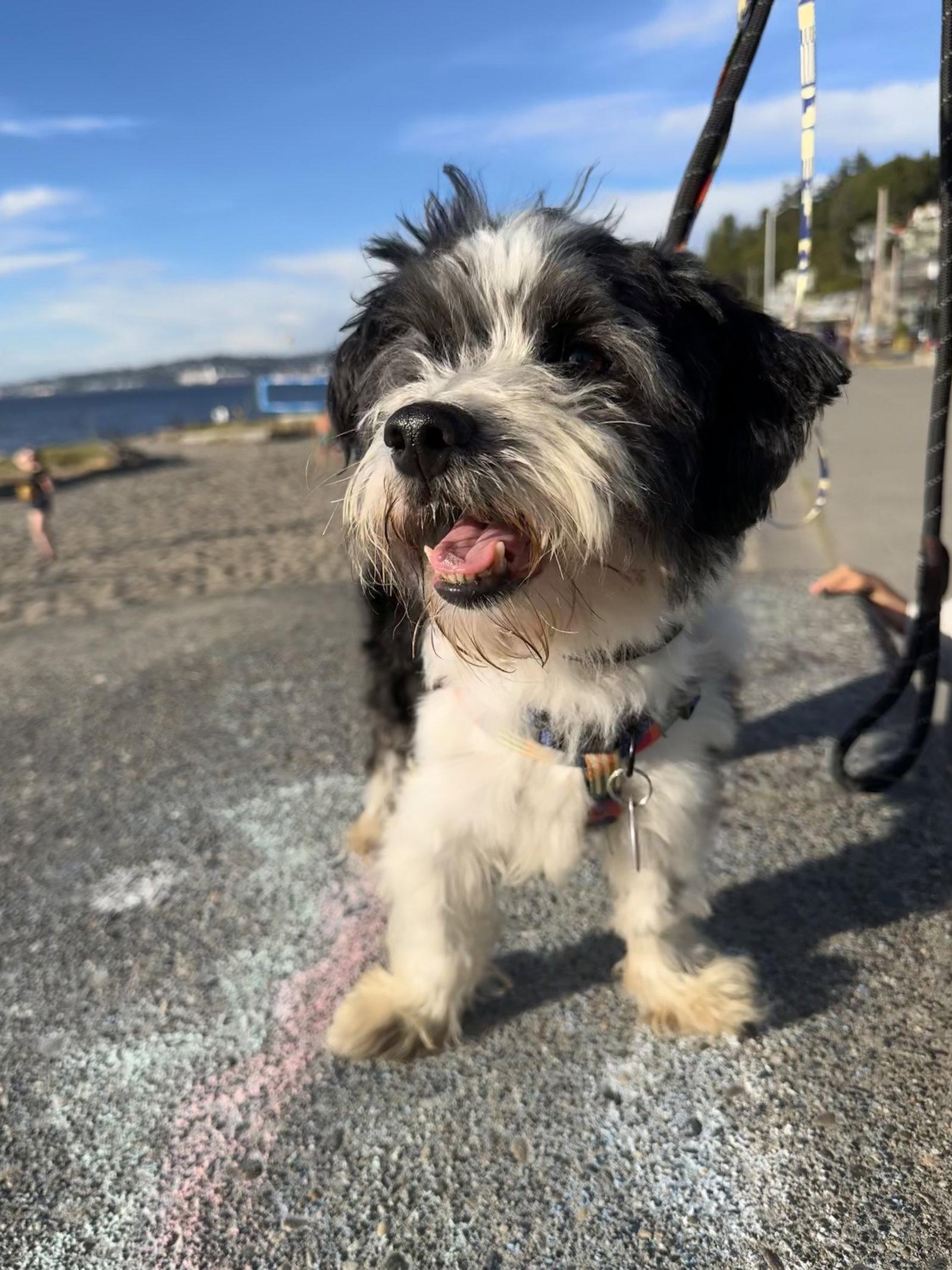 Panda, a Adoptable Maltese in Seattle, WA image 3/3