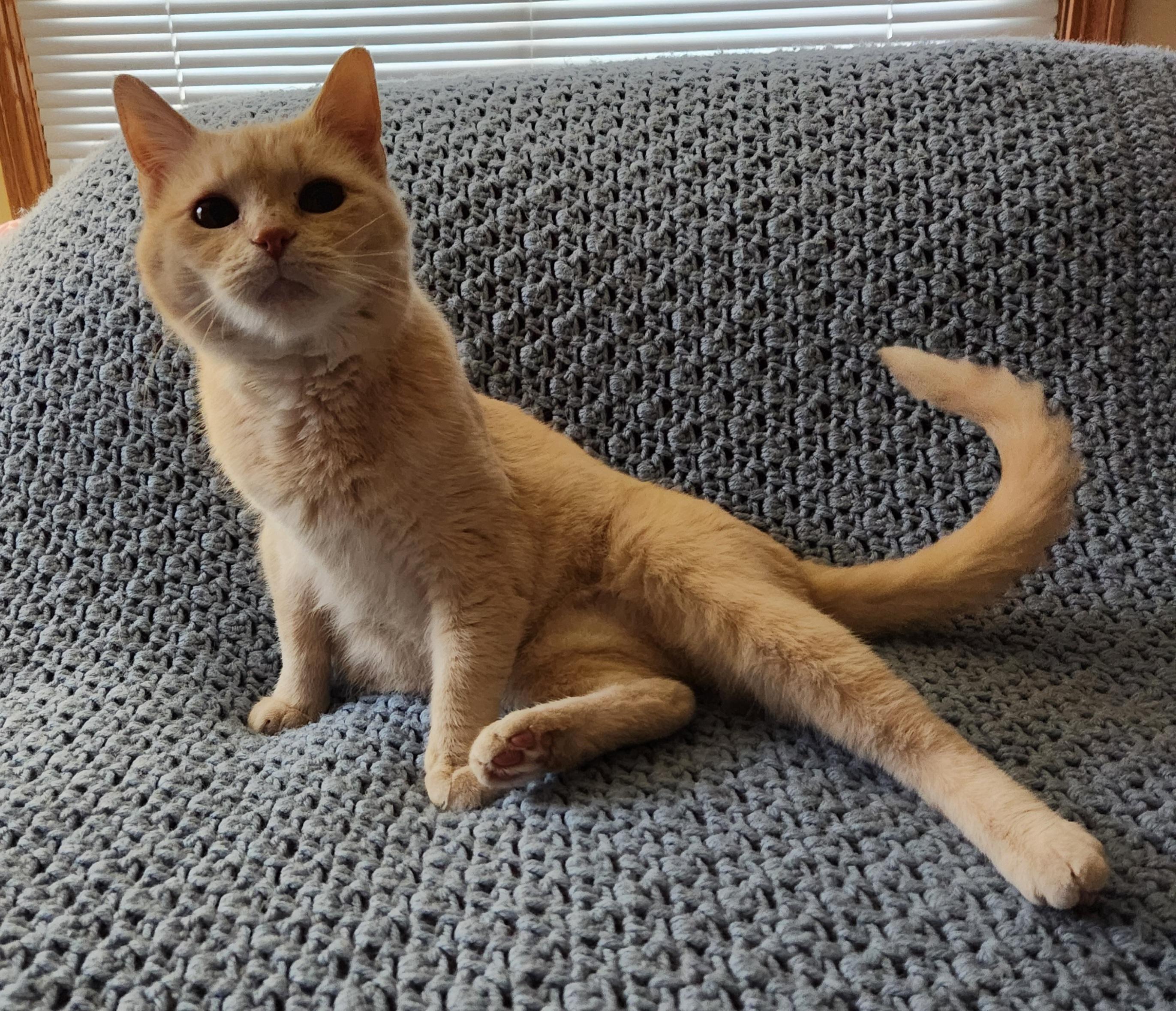 Ruthie, a Adoptable Domestic Short Hair in Racine, WI image 3/5