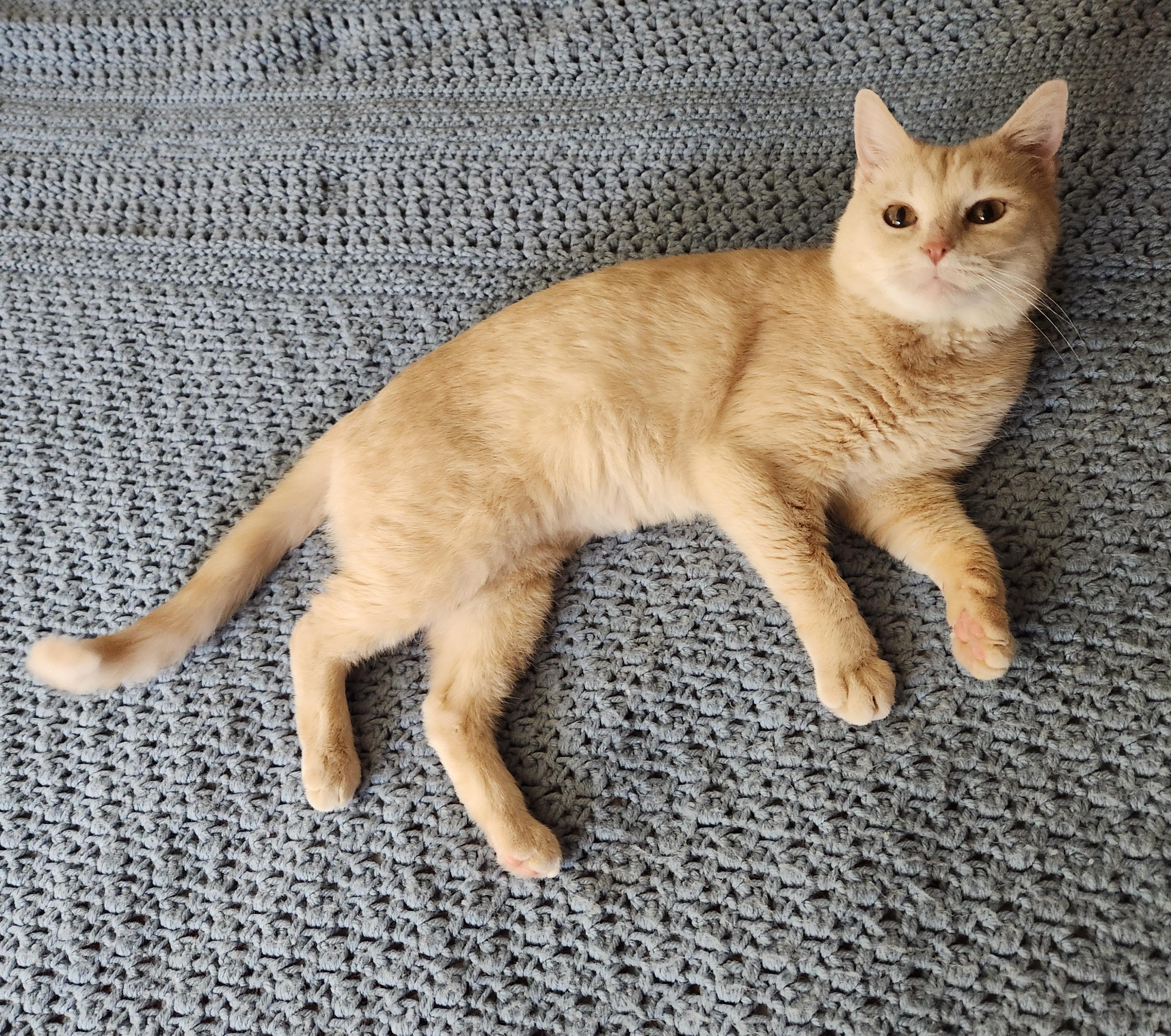 Ruthie, a Adoptable Domestic Short Hair in Racine, WI image 2/5
