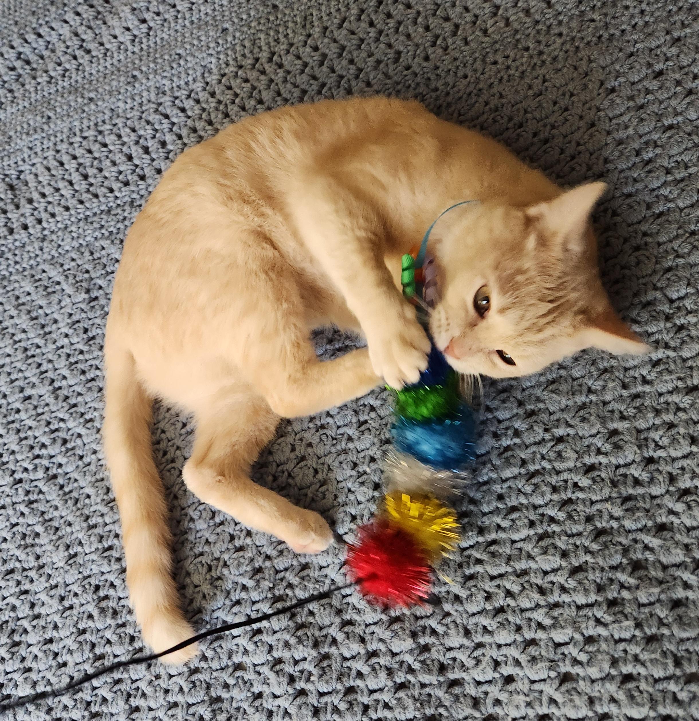 Ruthie, a Adoptable Domestic Short Hair in Racine, WI image 4/5