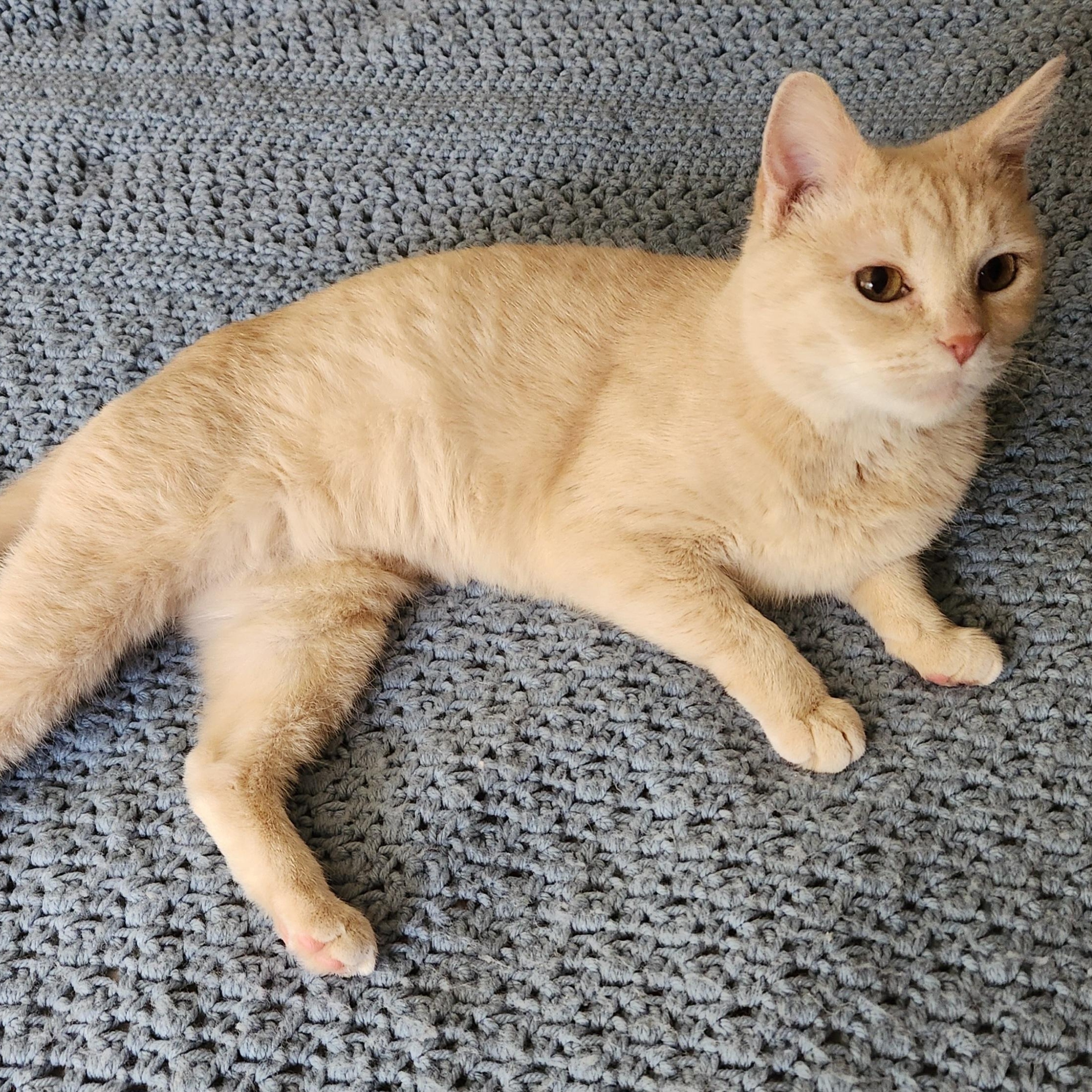 Ruthie, Adoptable, Adult Female Domestic Short Hair.