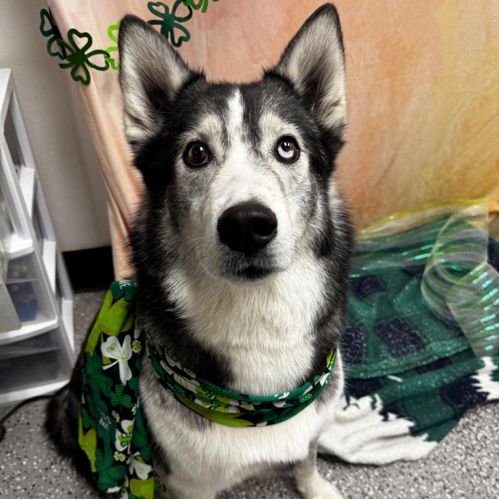 Enlarge Baloo, a Adoptable Husky in Henderson, NV image 1/1