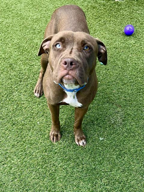 Enlarge LOLA, a Adoptable Mixed Breed in Dallas, TX image 1/1
