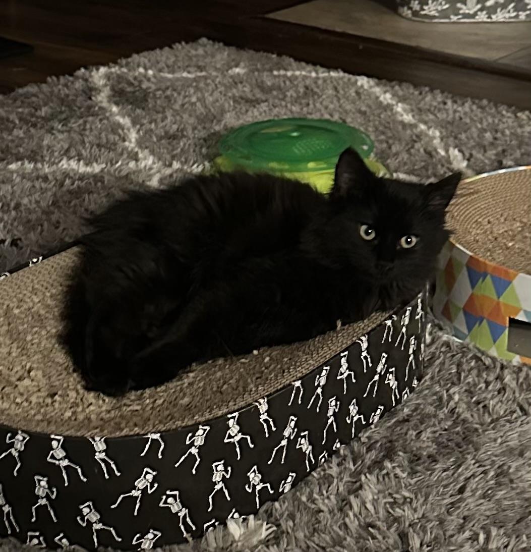 Pumpkin, ADOPTABLE, Kitten Female Domestic Long Hair.