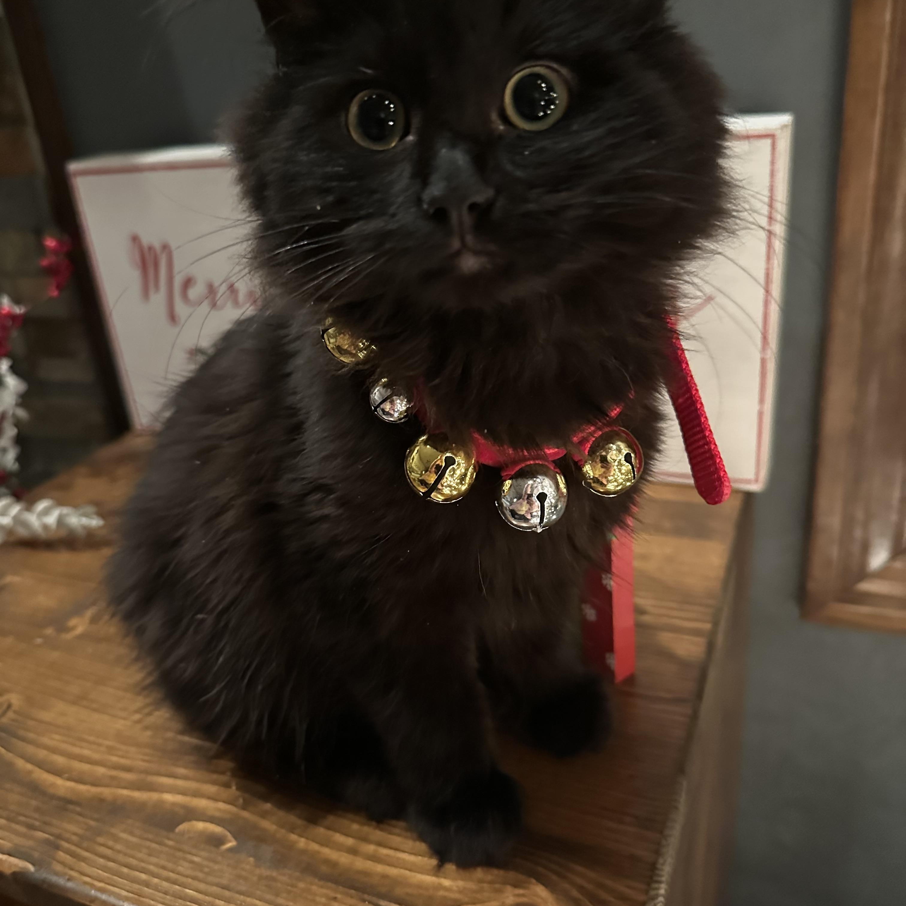 Enlarge Pumpkin, a ADOPTABLE Domestic Long Hair in Highland, IN image 2/3