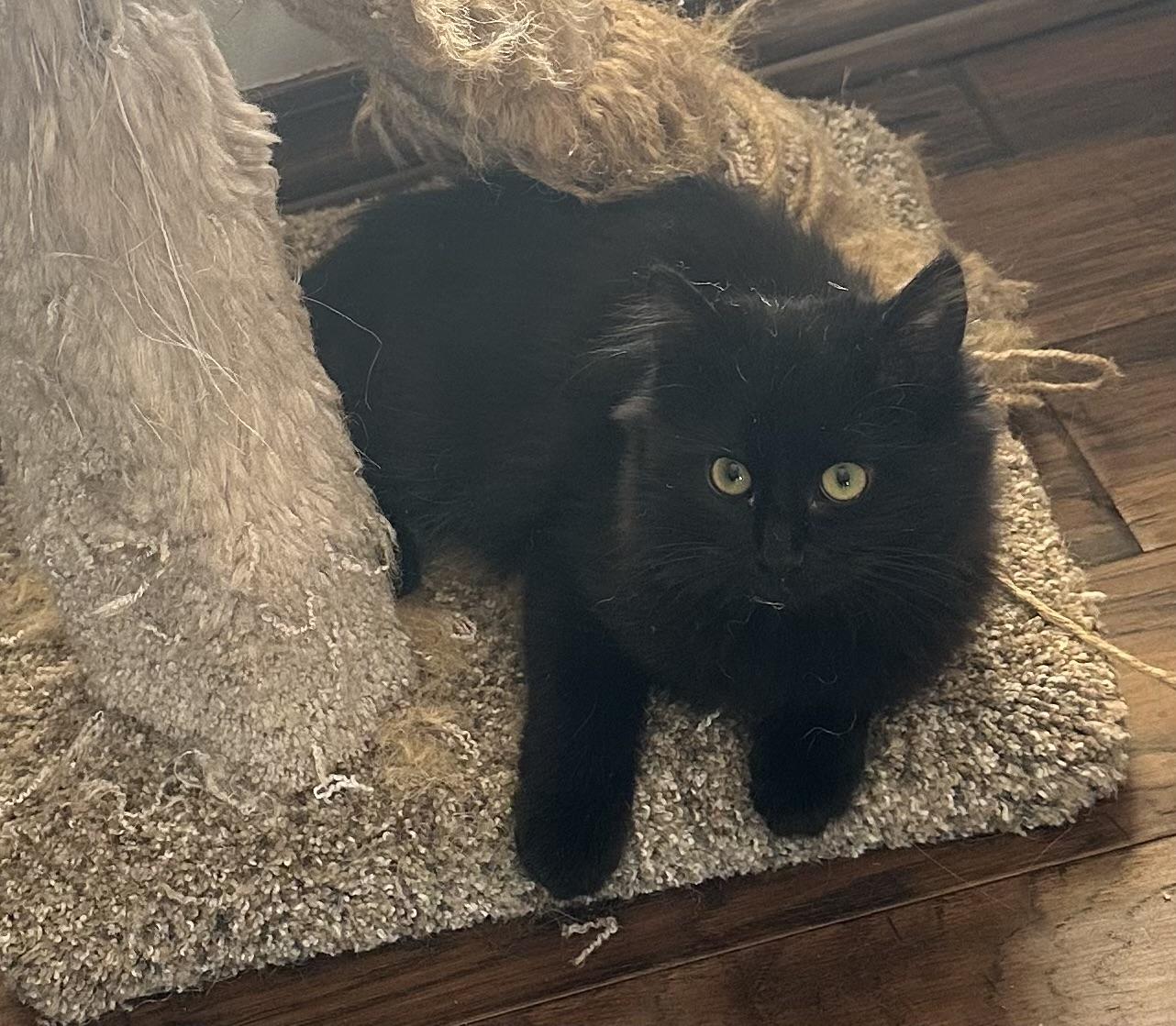 Enlarge Pumpkin, a ADOPTABLE Domestic Long Hair in Highland, IN image 3/3