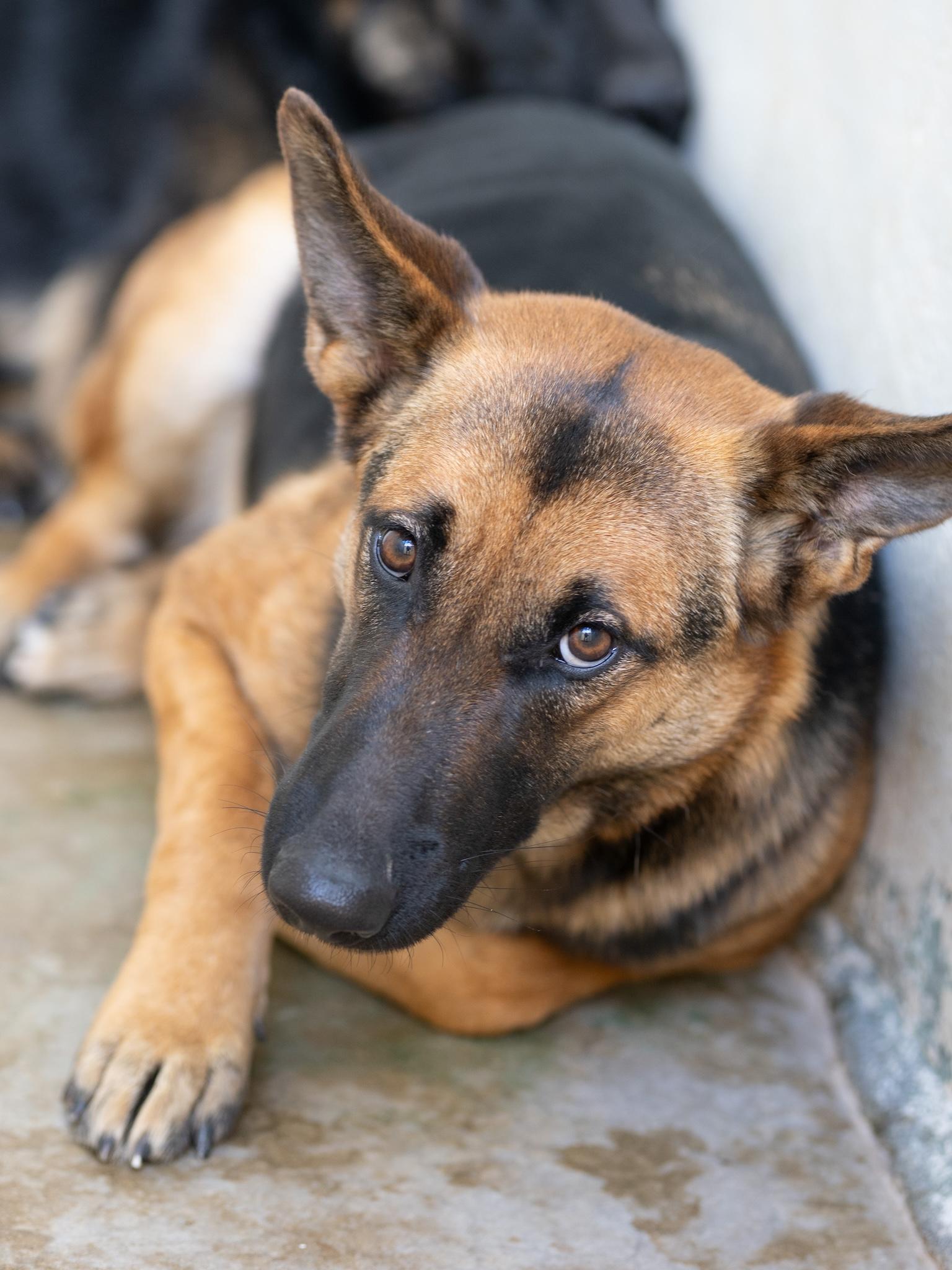 Roxy, ADOPTABLE, Adult Female German Shepherd Dog.