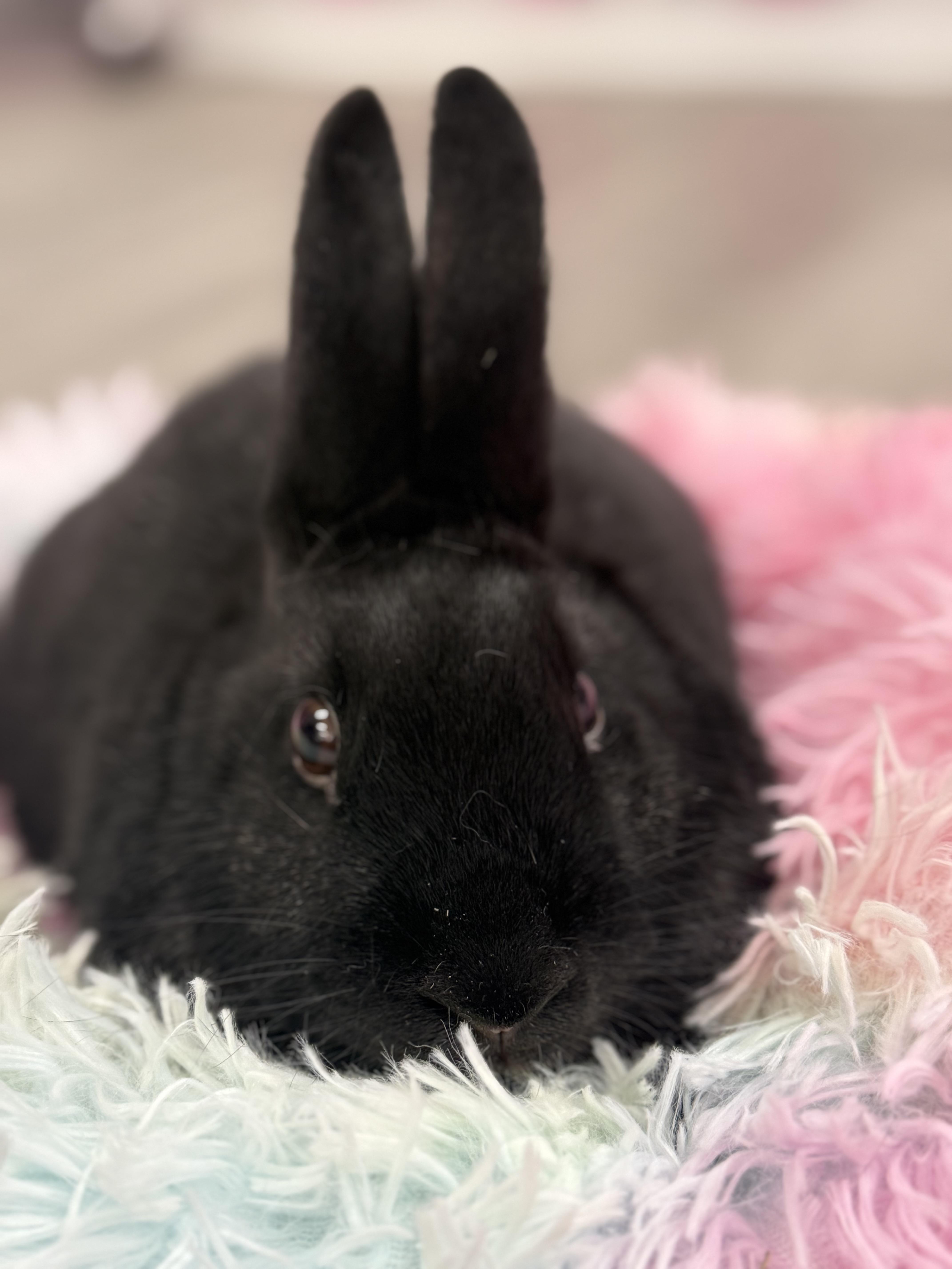Enlarge Uno, a ADOPTABLE New Zealand in St. Charles, MO image 4/6