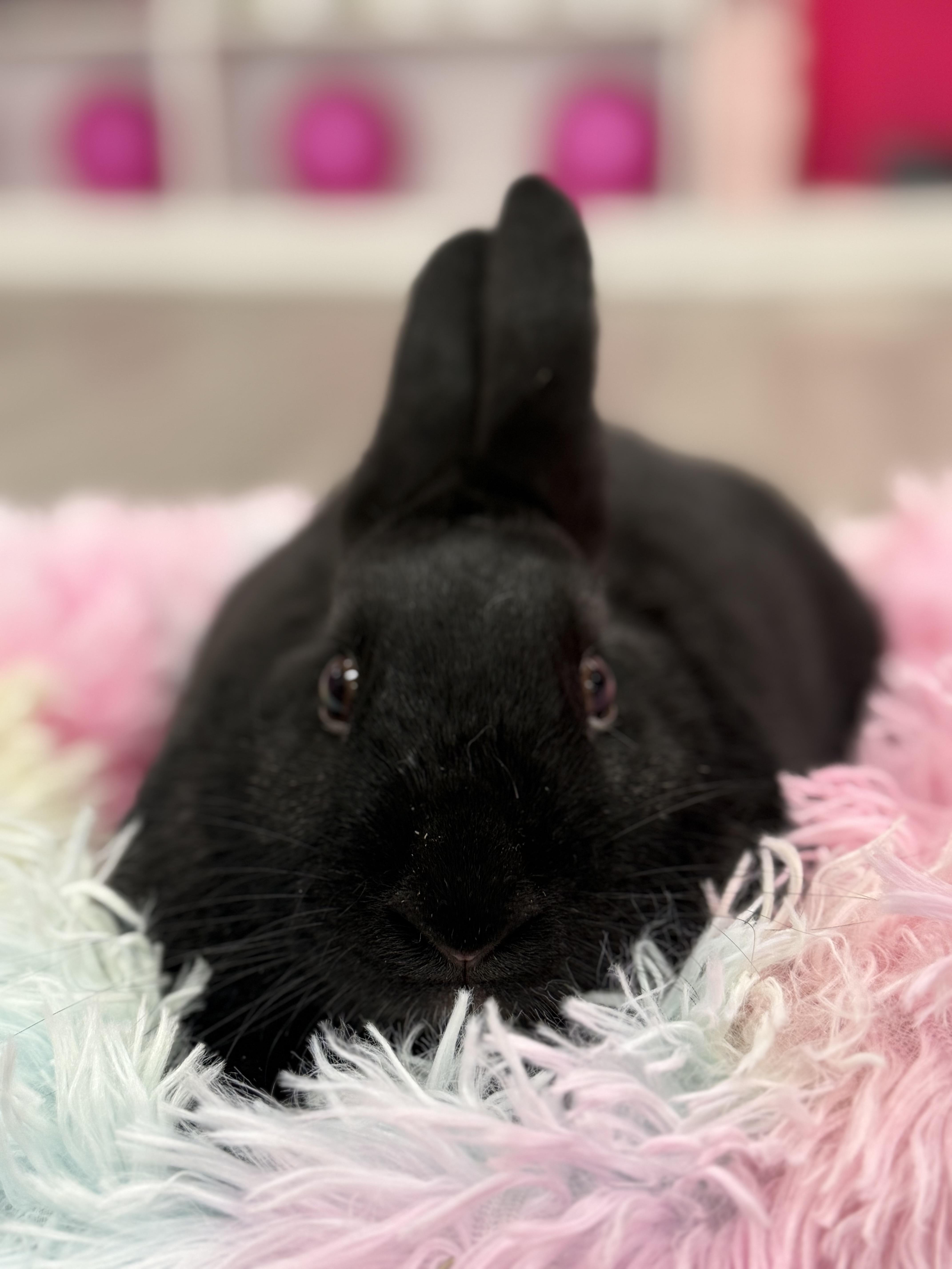 Enlarge Uno, a ADOPTABLE New Zealand in St. Charles, MO image 6/6