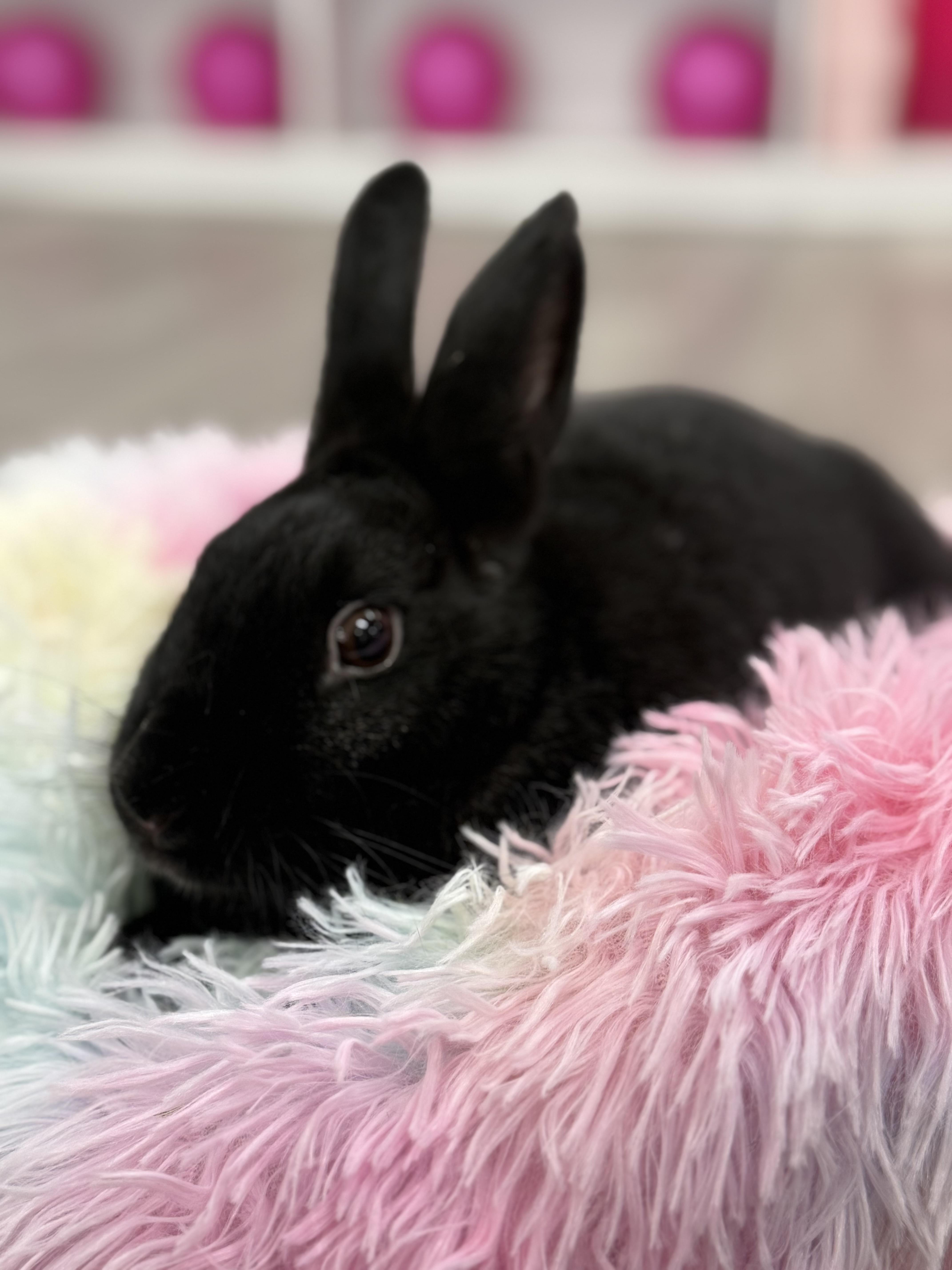 Enlarge Uno, a ADOPTABLE New Zealand in St. Charles, MO image 1/6