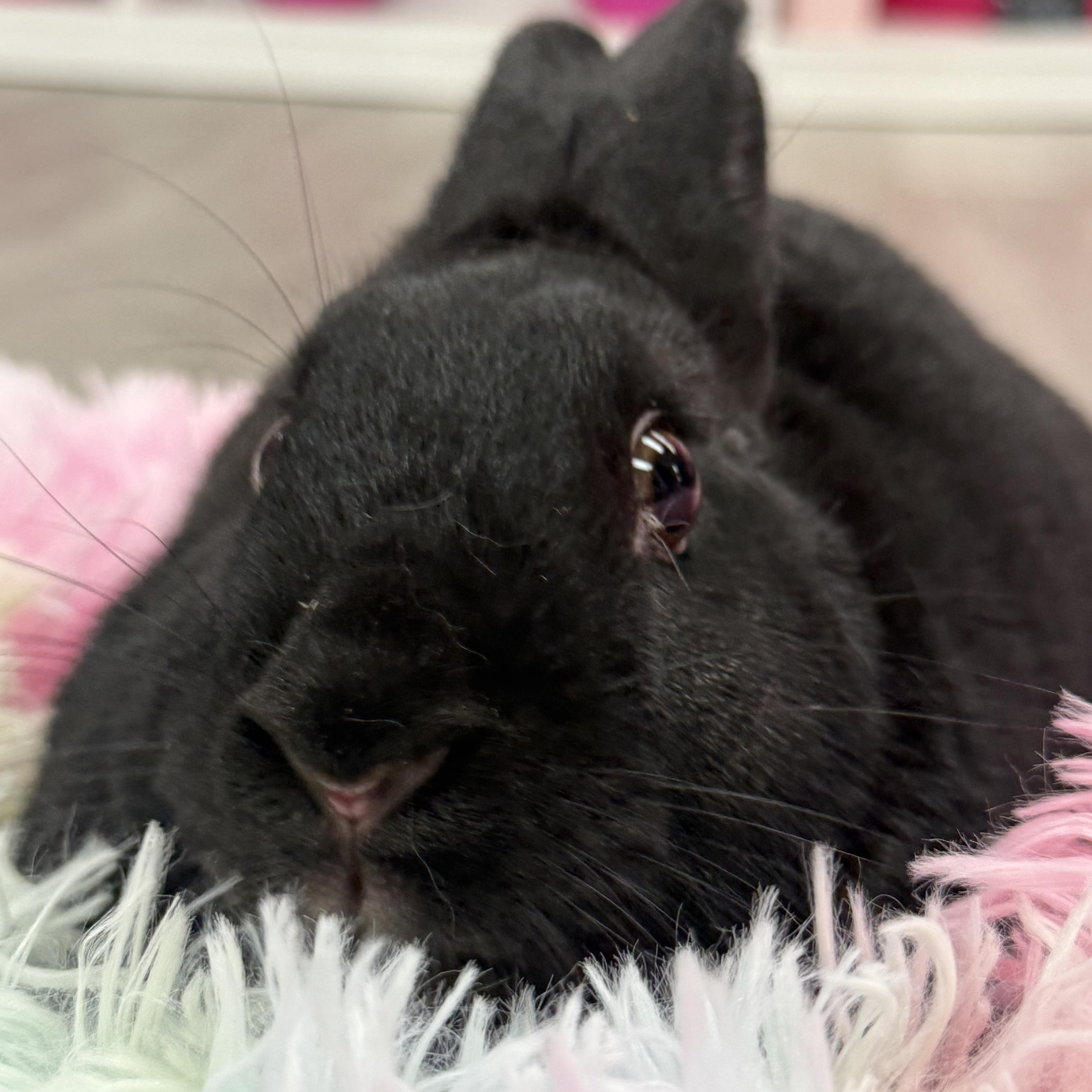 Enlarge Uno, a ADOPTABLE New Zealand in St. Charles, MO image 2/6