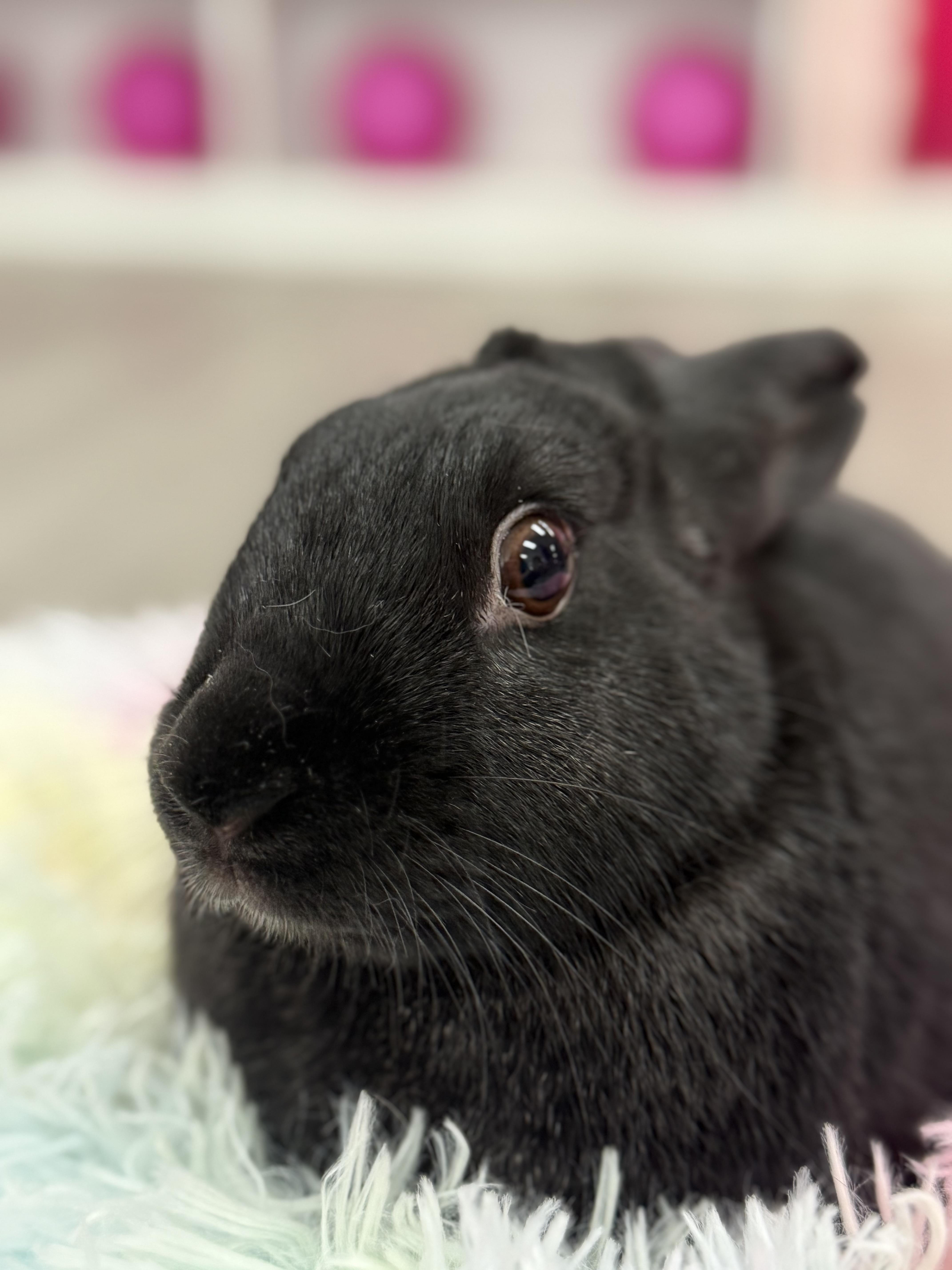 Enlarge Uno, a ADOPTABLE New Zealand in St. Charles, MO image 3/6