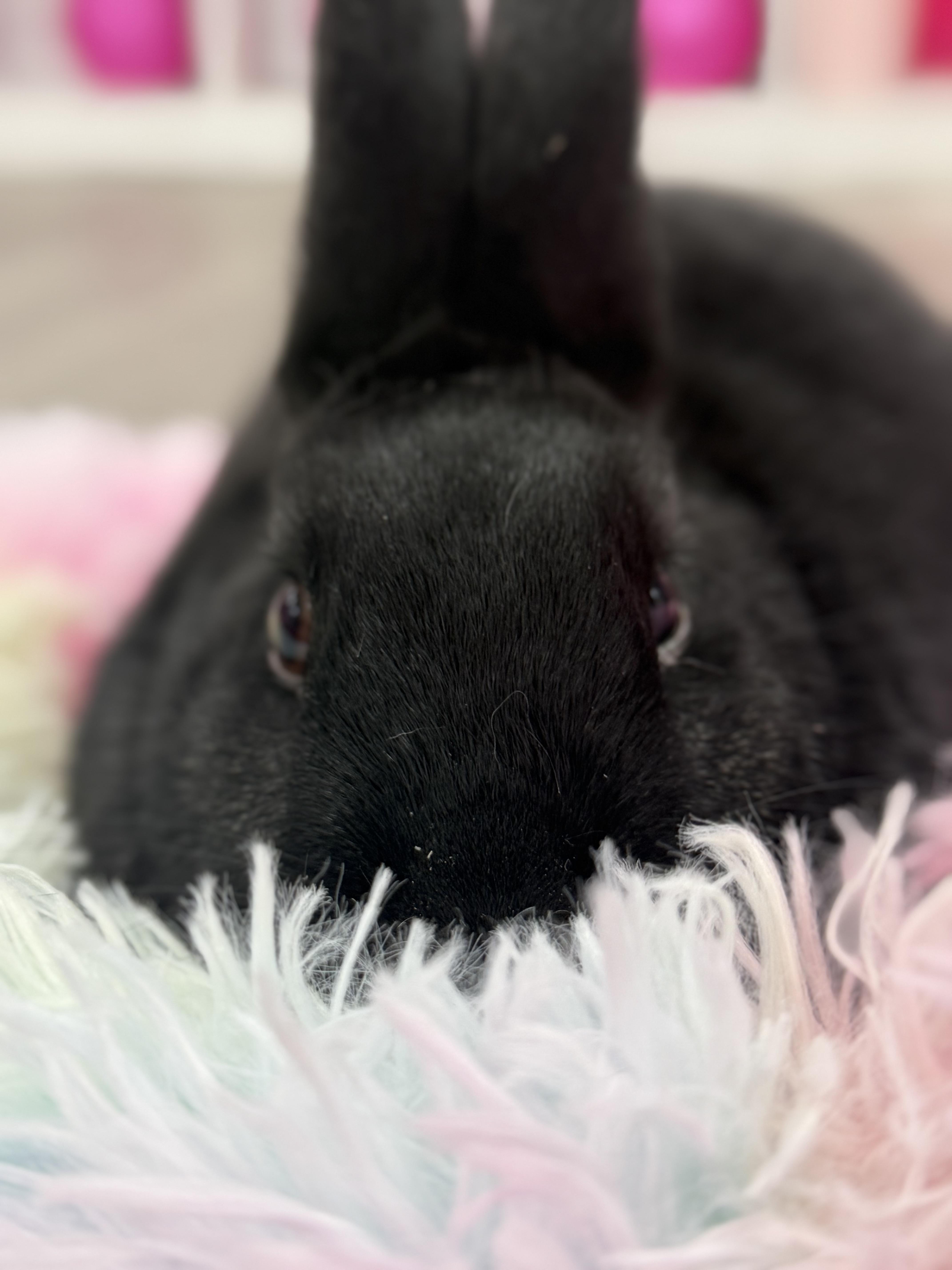 Enlarge Uno, a ADOPTABLE New Zealand in St. Charles, MO image 5/6