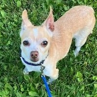 Daisy, Adult Female unknown