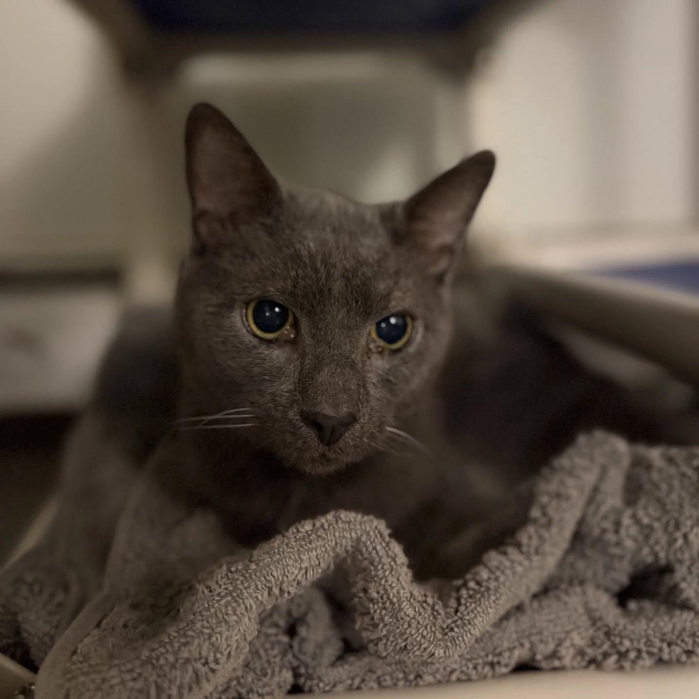 Asher (meet me at the Hanover Petsmart adoption fee $200)