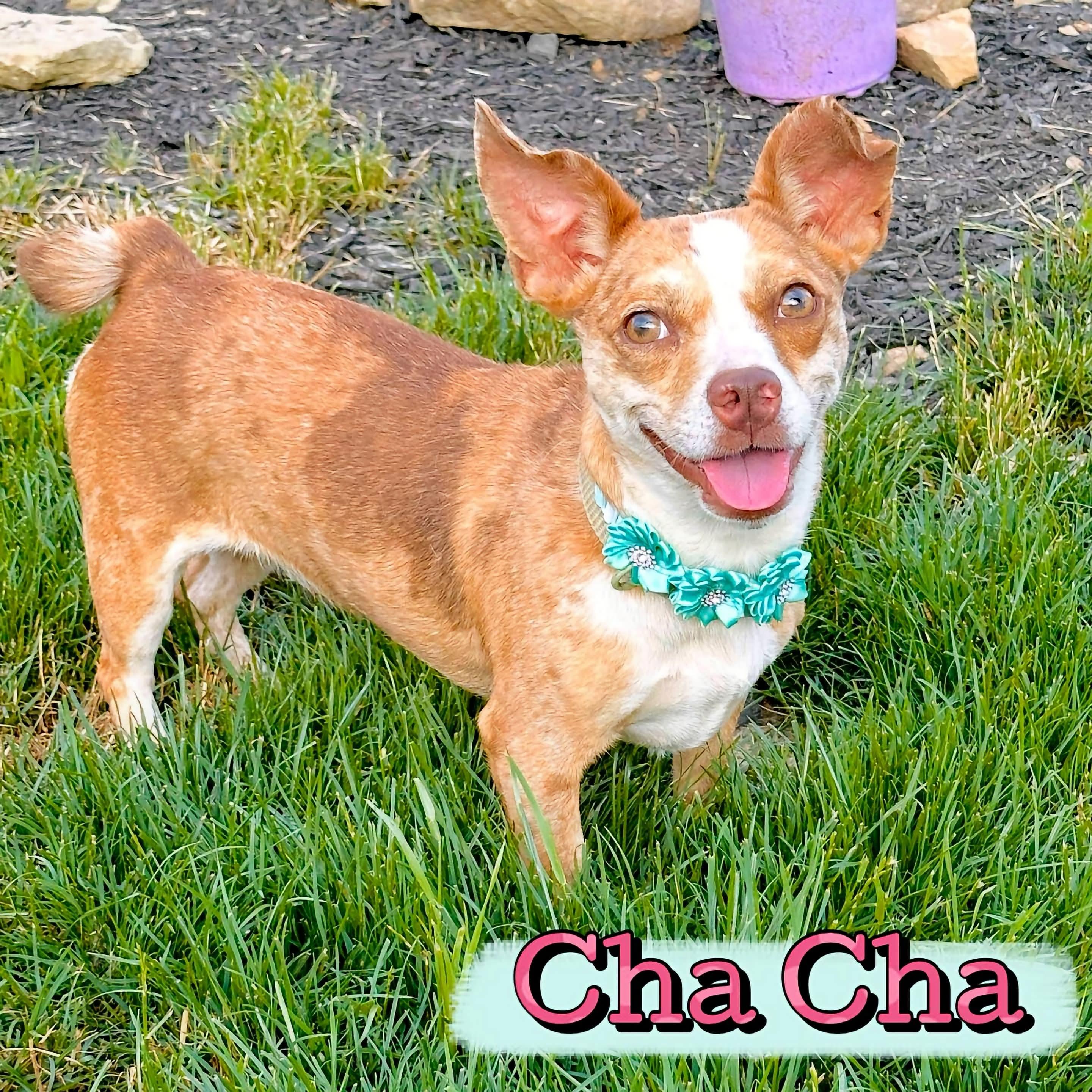 Cha Cha, adopted, Young Female Chihuahua.