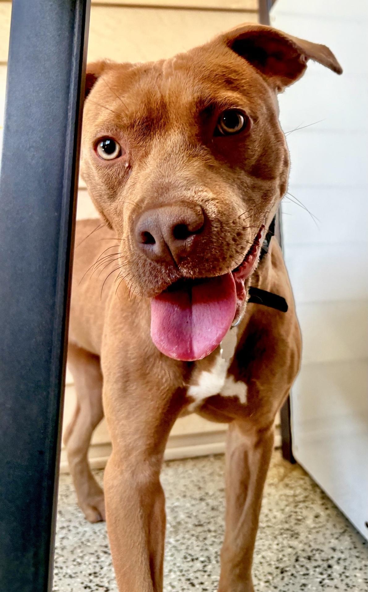 Enlarge Honey, a Adoptable mixed breed in Oxford, MI image 6/6