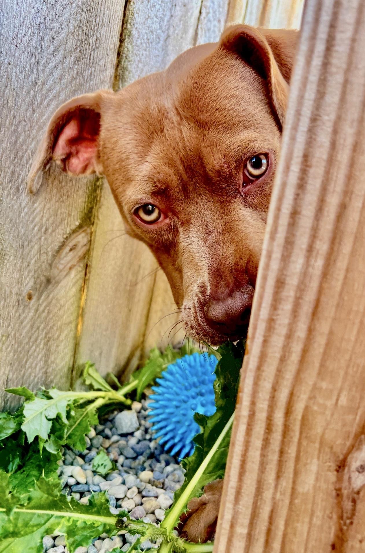 Enlarge Honey, a Adoptable mixed breed in Oxford, MI image 5/6