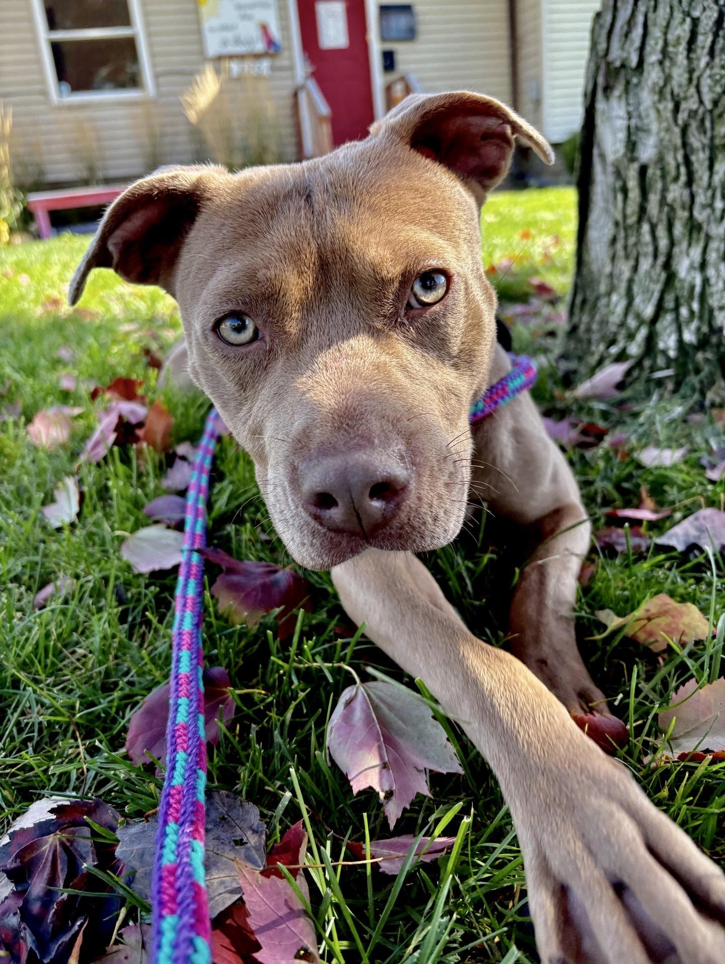 Enlarge Honey, a Adoptable mixed breed in Oxford, MI image 2/6