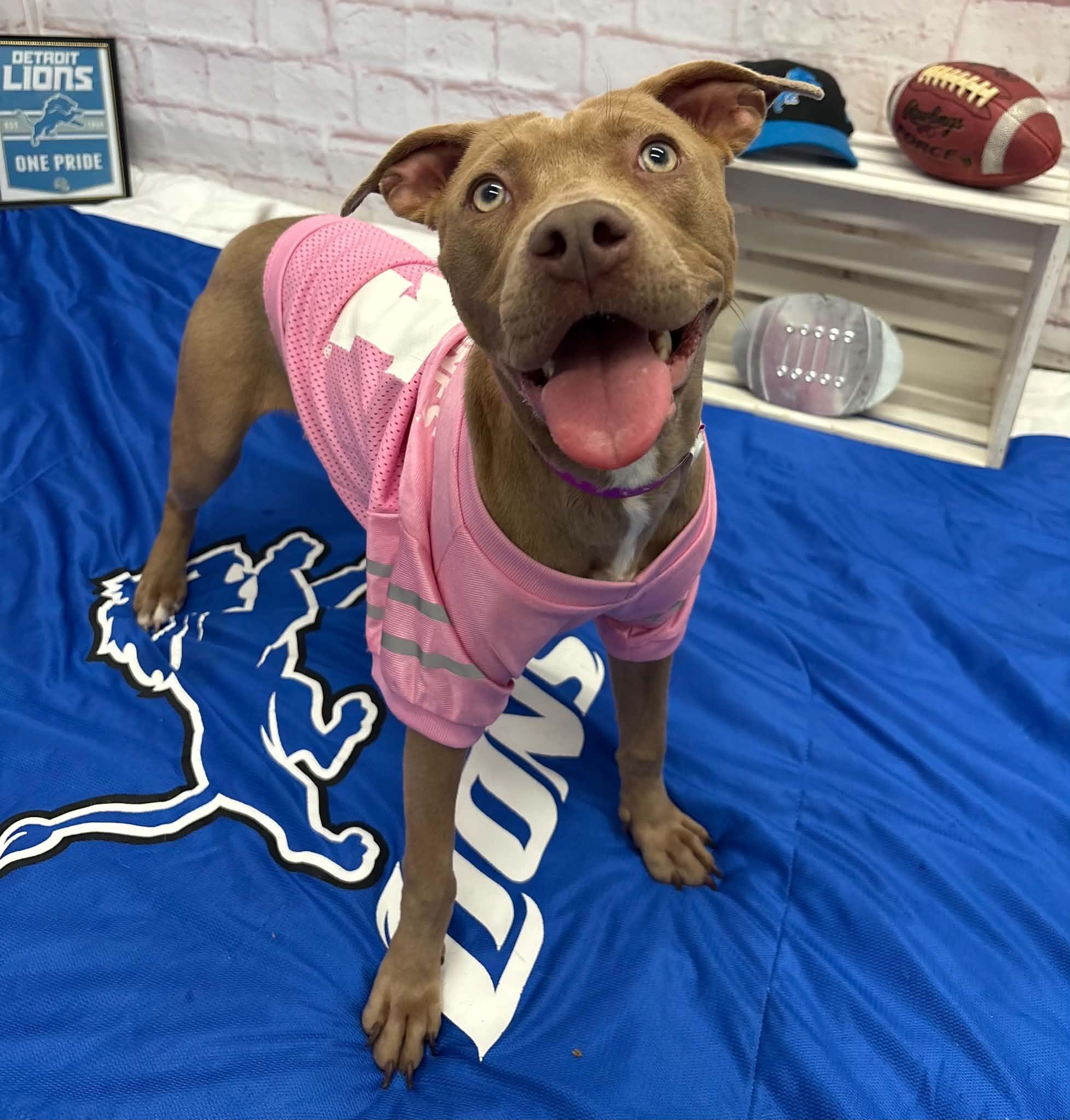 Enlarge Honey, a Adoptable mixed breed in Oxford, MI image 3/6
