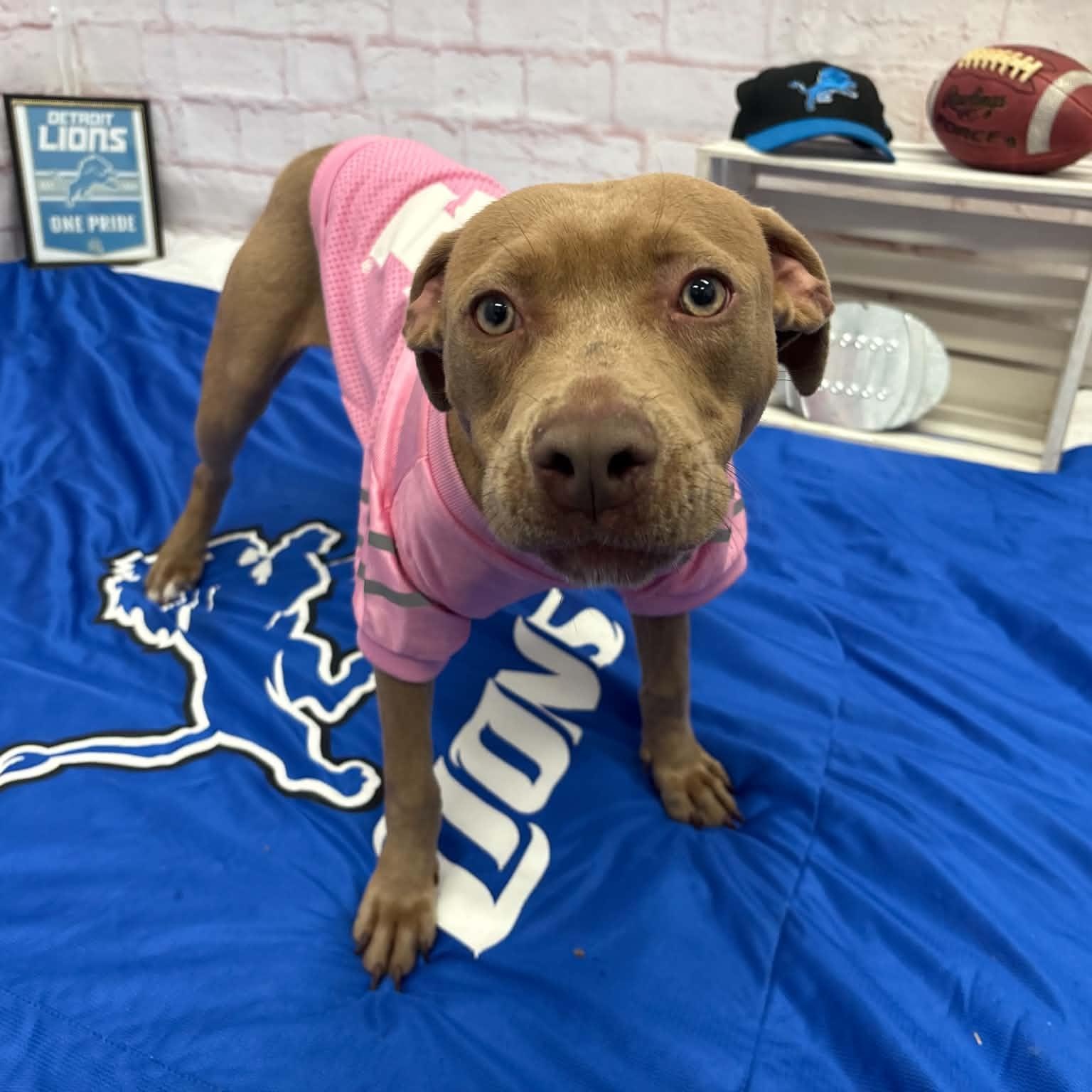 Enlarge Honey, a Adoptable mixed breed in Oxford, MI image 1/6