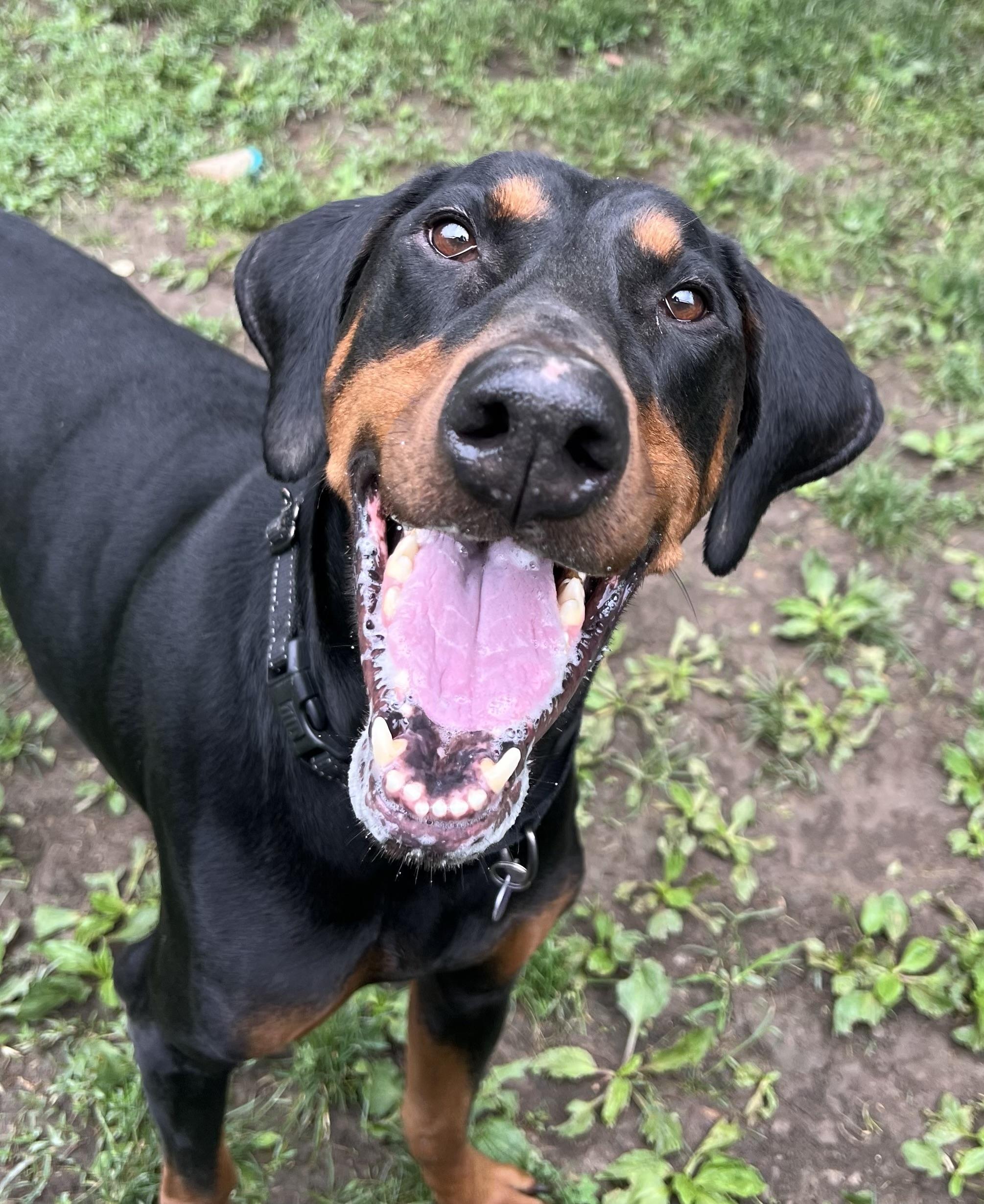 Ebby, a Adoptable Doberman Pinscher in Weirton, WV image 3/6