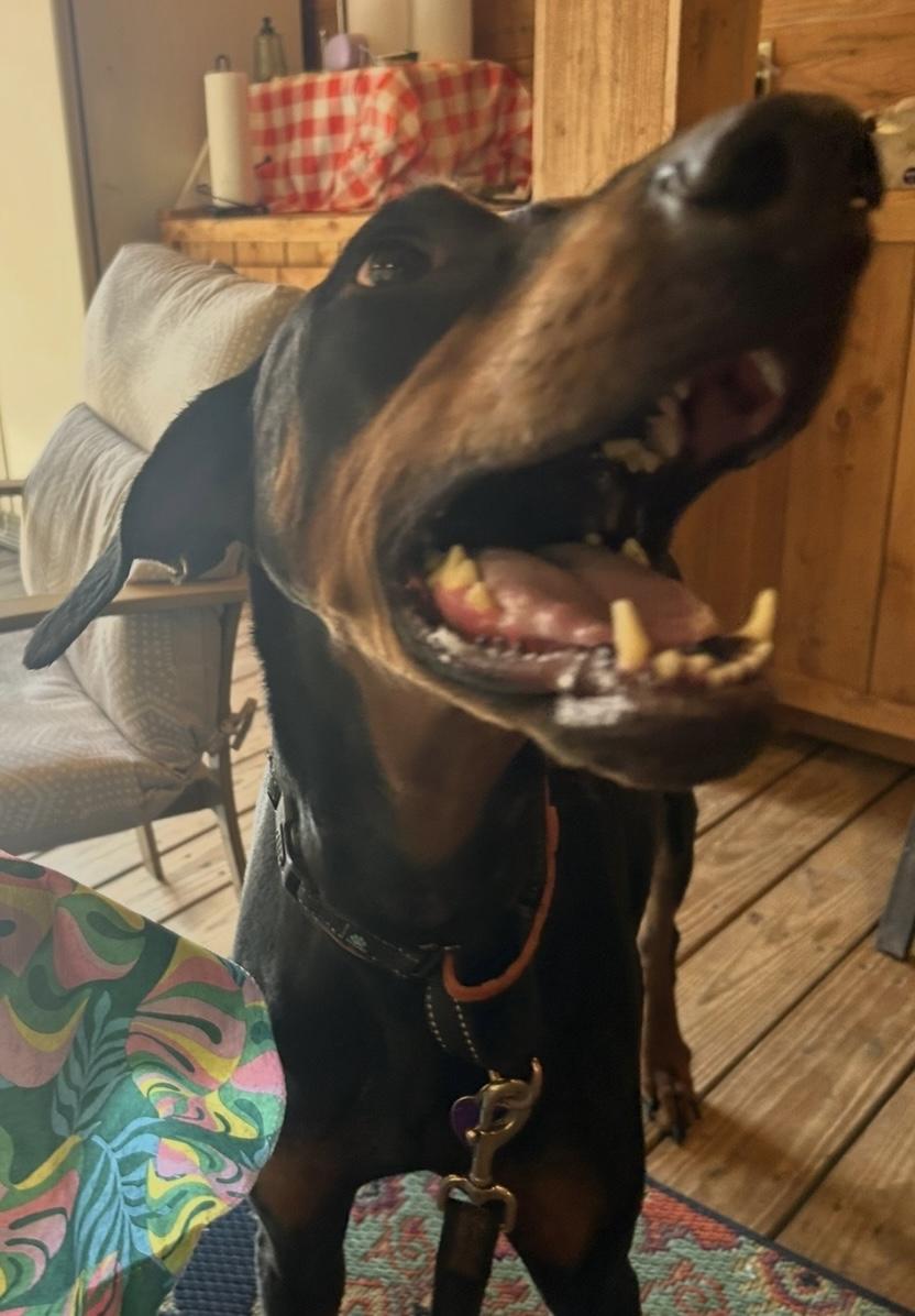 Ebby, a Adoptable Doberman Pinscher in Weirton, WV image 6/6