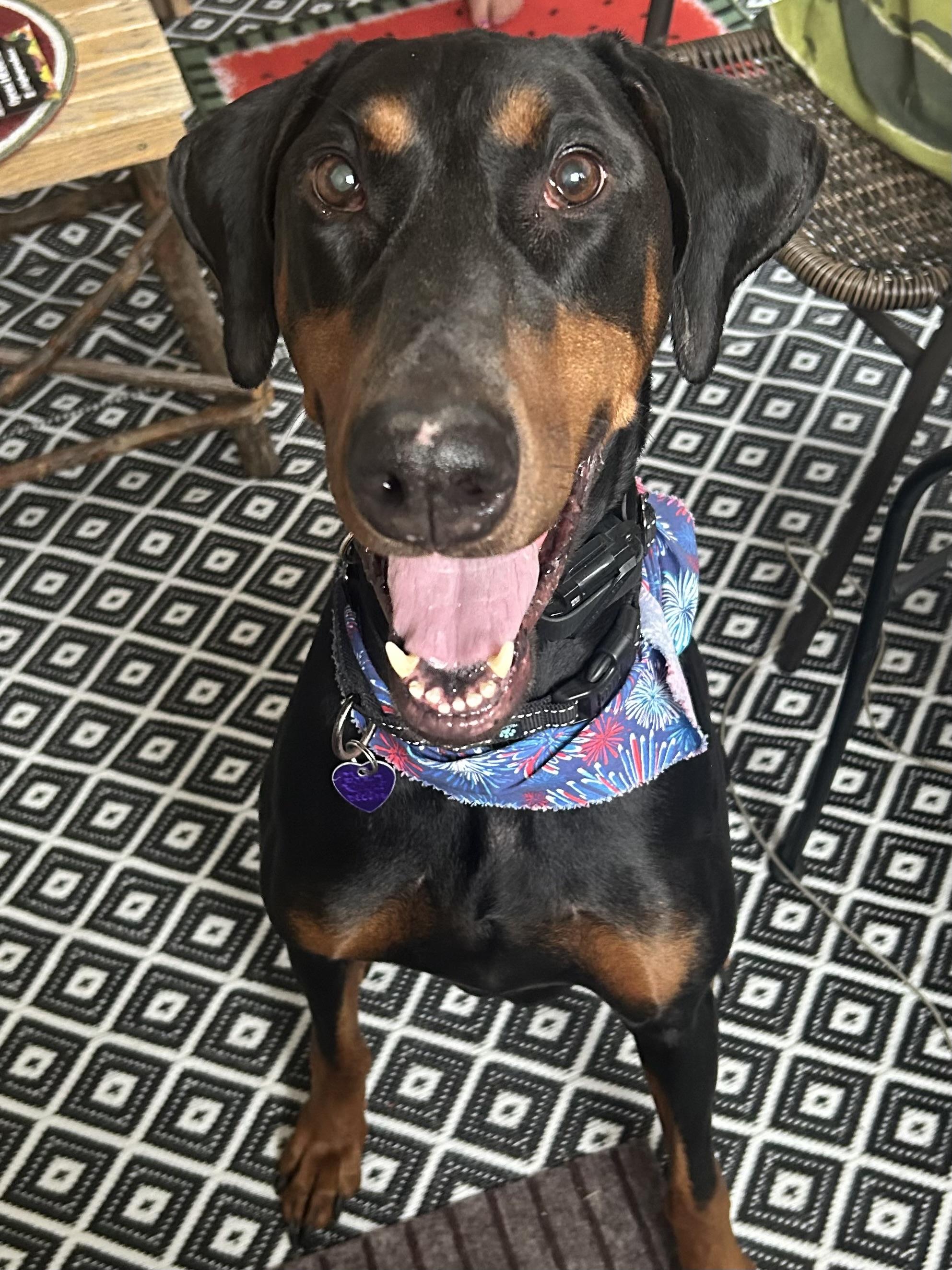 Ebby, Adoptable, Adult Male Doberman Pinscher.