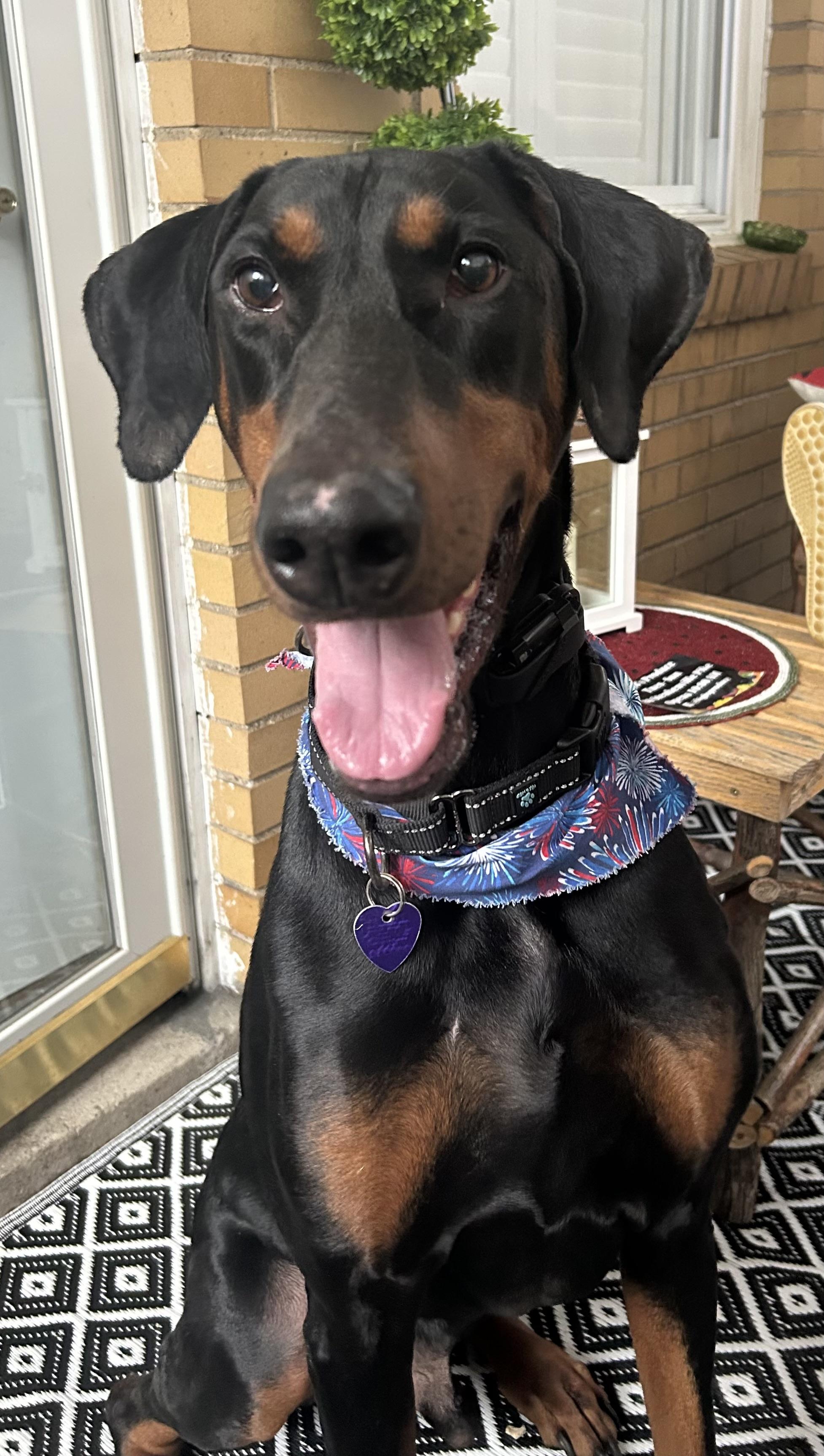 Ebby, a Adoptable Doberman Pinscher in Weirton, WV image 2/6