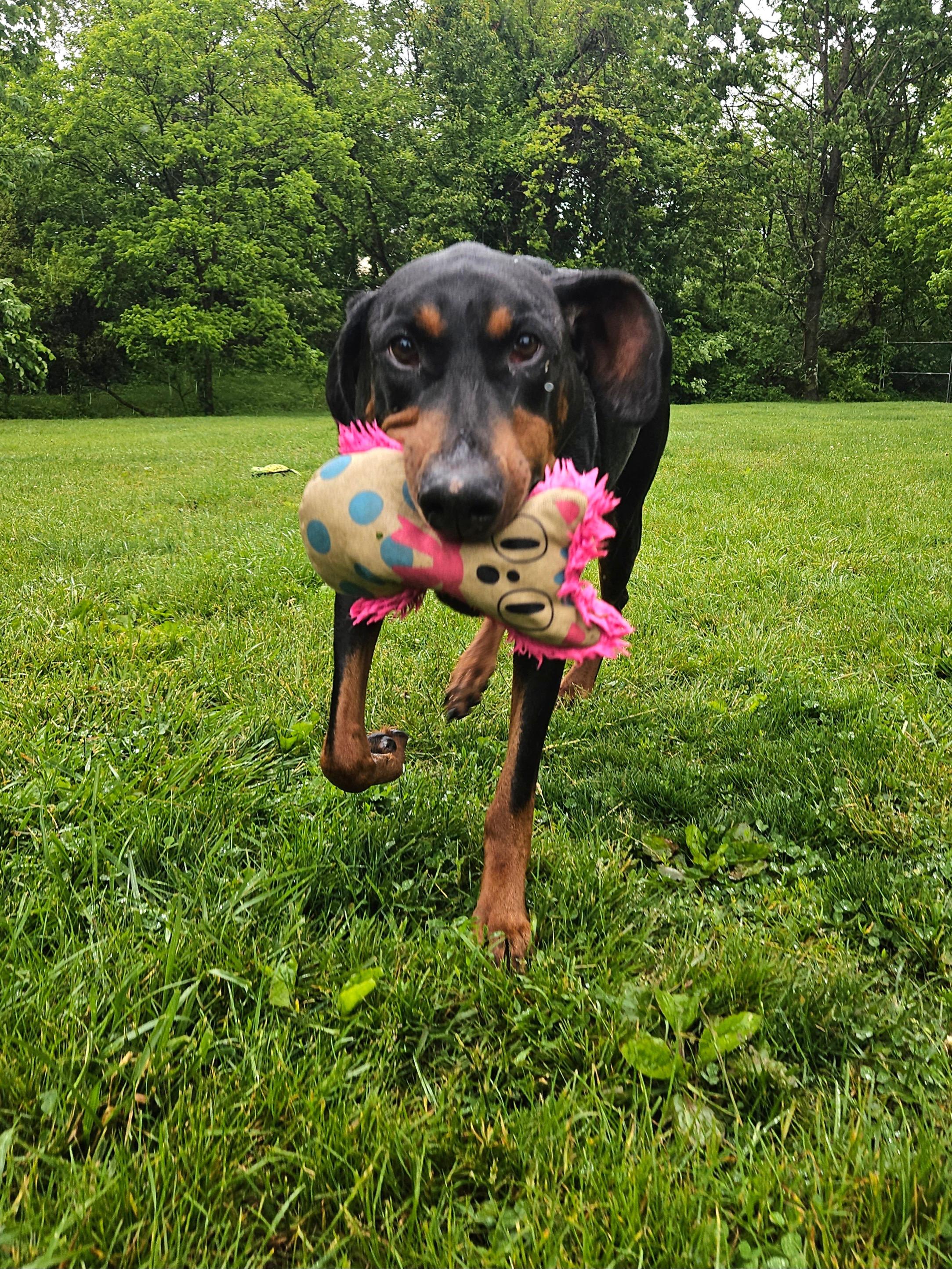 Ebby, a Adoptable Doberman Pinscher in Weirton, WV image 4/6