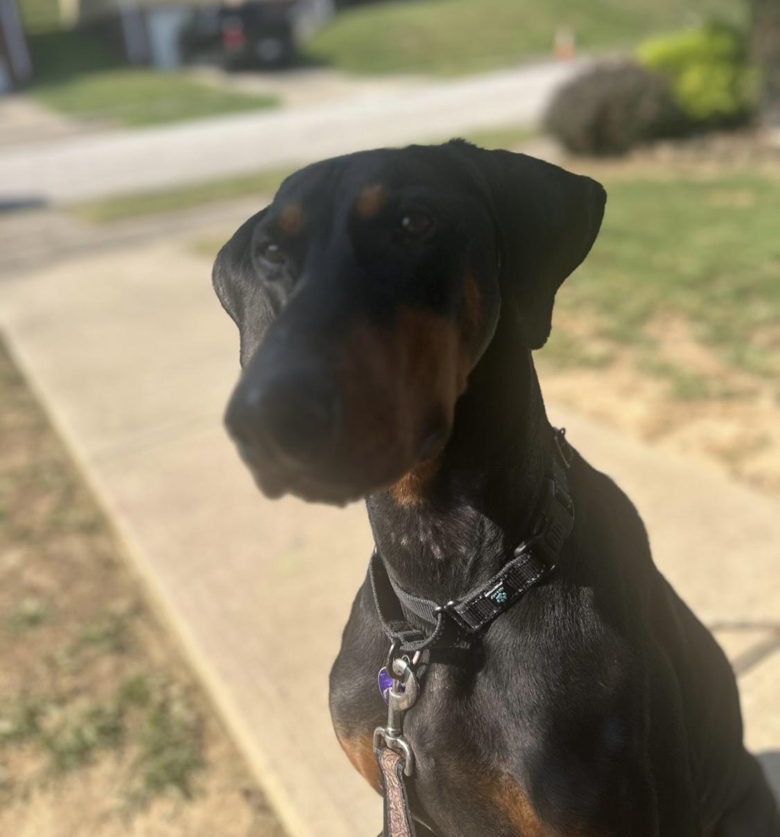 Ebby, a Adoptable Doberman Pinscher in Weirton, WV image 5/6