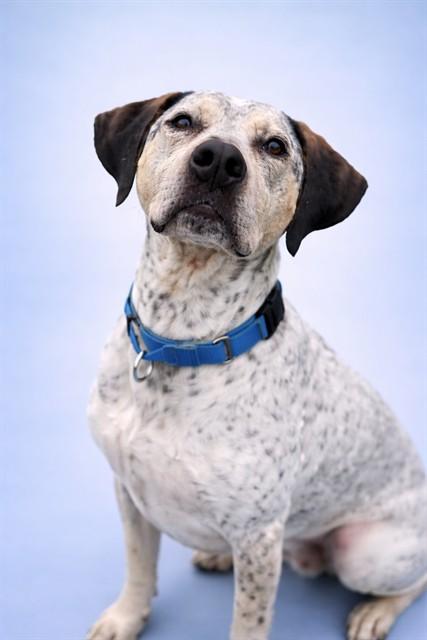 OAKLEY, Adoptable, Adult Male Bluetick Coonhound.