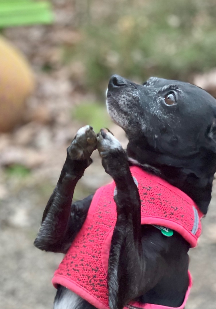 Dog for adoption Molly, a Rat Terrier in Bradfordwoods, PA Petfinder