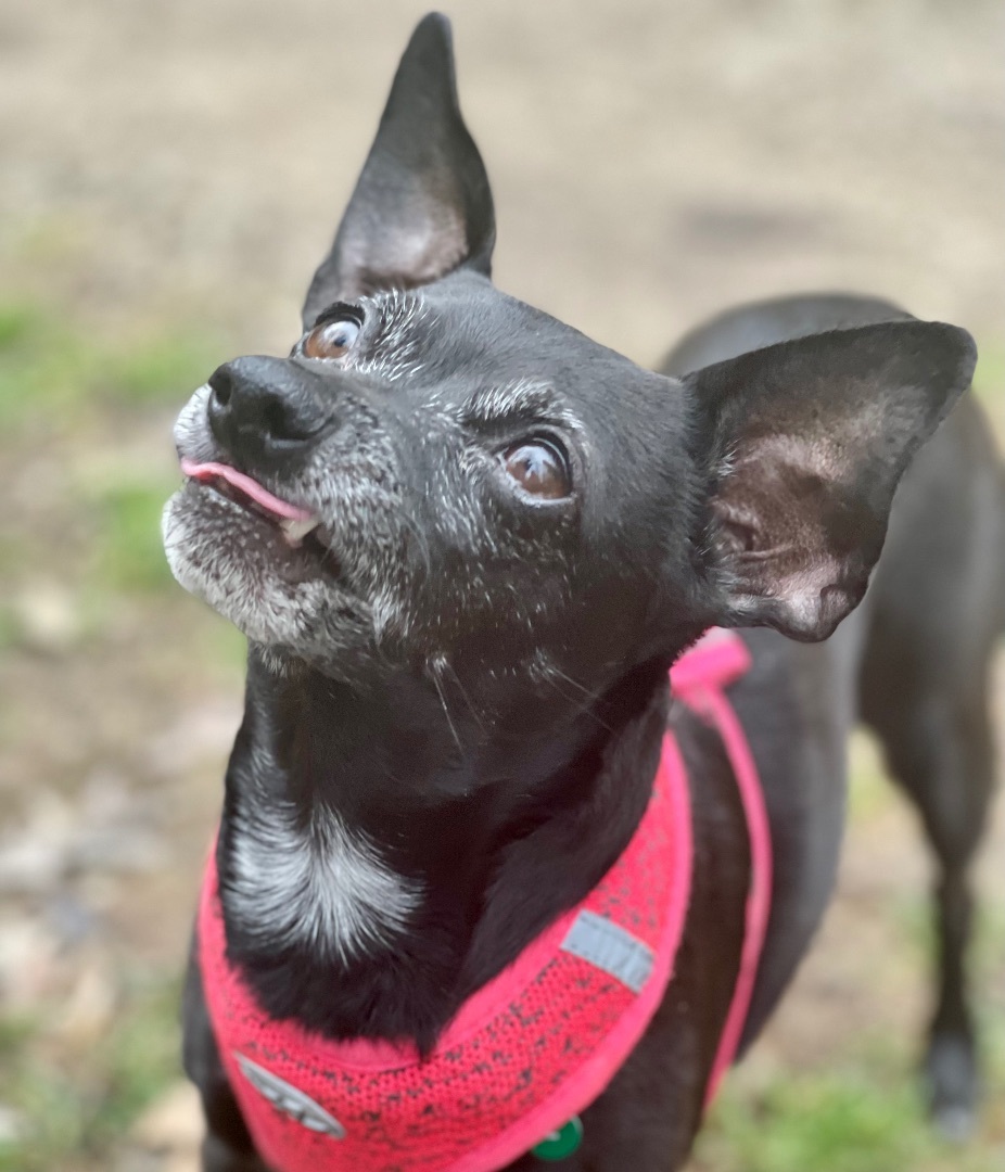 Dog for adoption Molly, a Rat Terrier in Bradfordwoods, PA Petfinder
