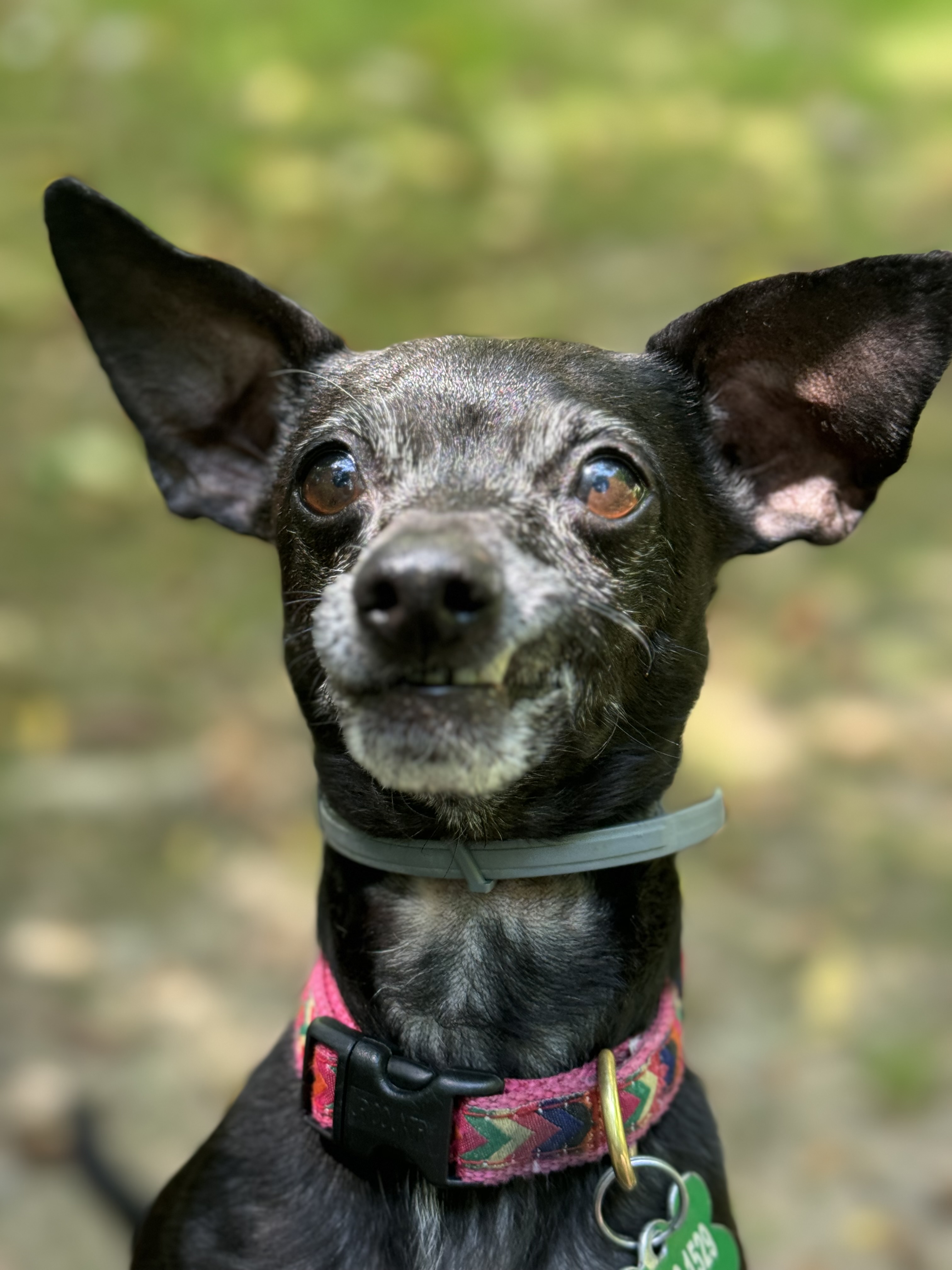 Dog for adoption Molly, a Rat Terrier in Bradfordwoods, PA Petfinder