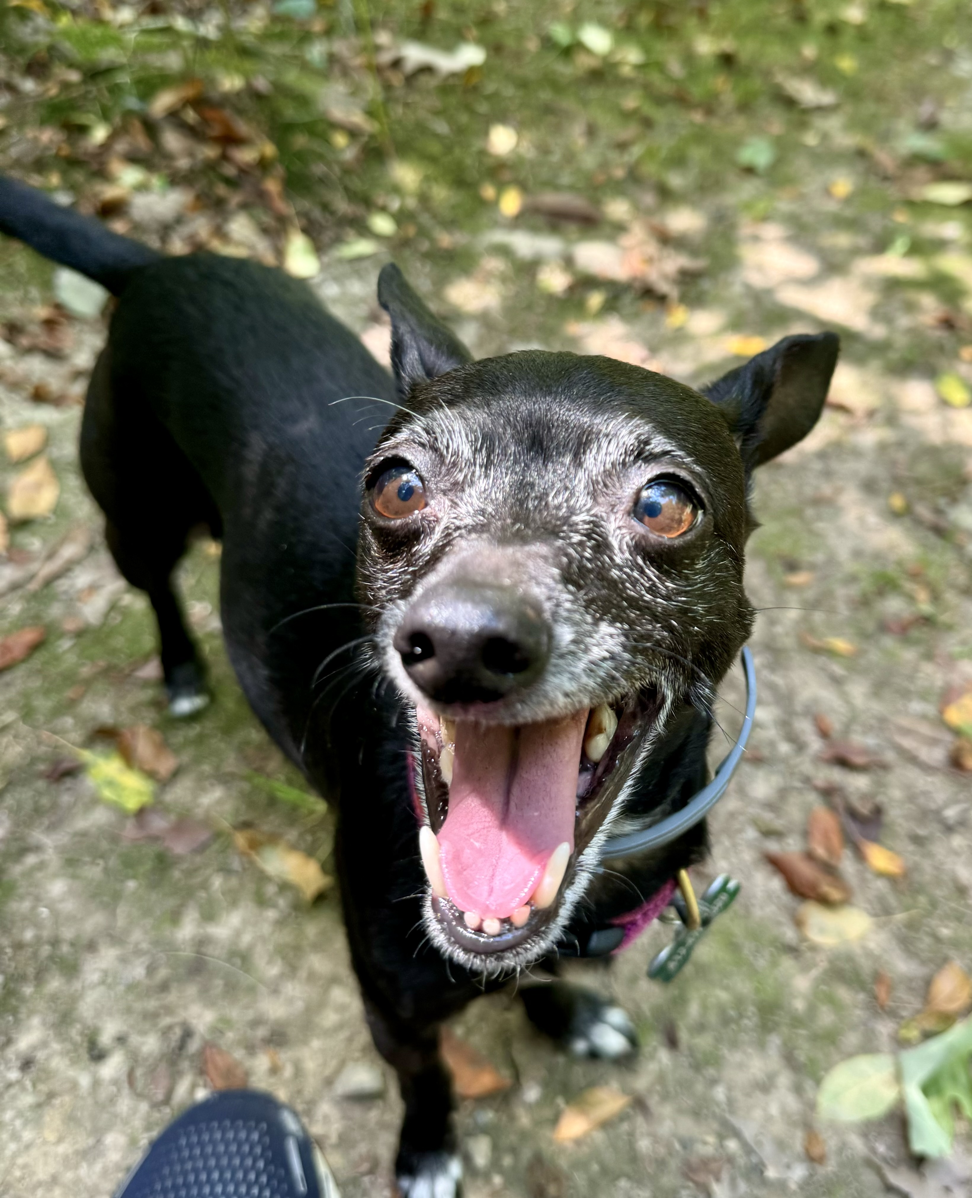 Dog for adoption Molly, a Rat Terrier in Bradfordwoods, PA Petfinder