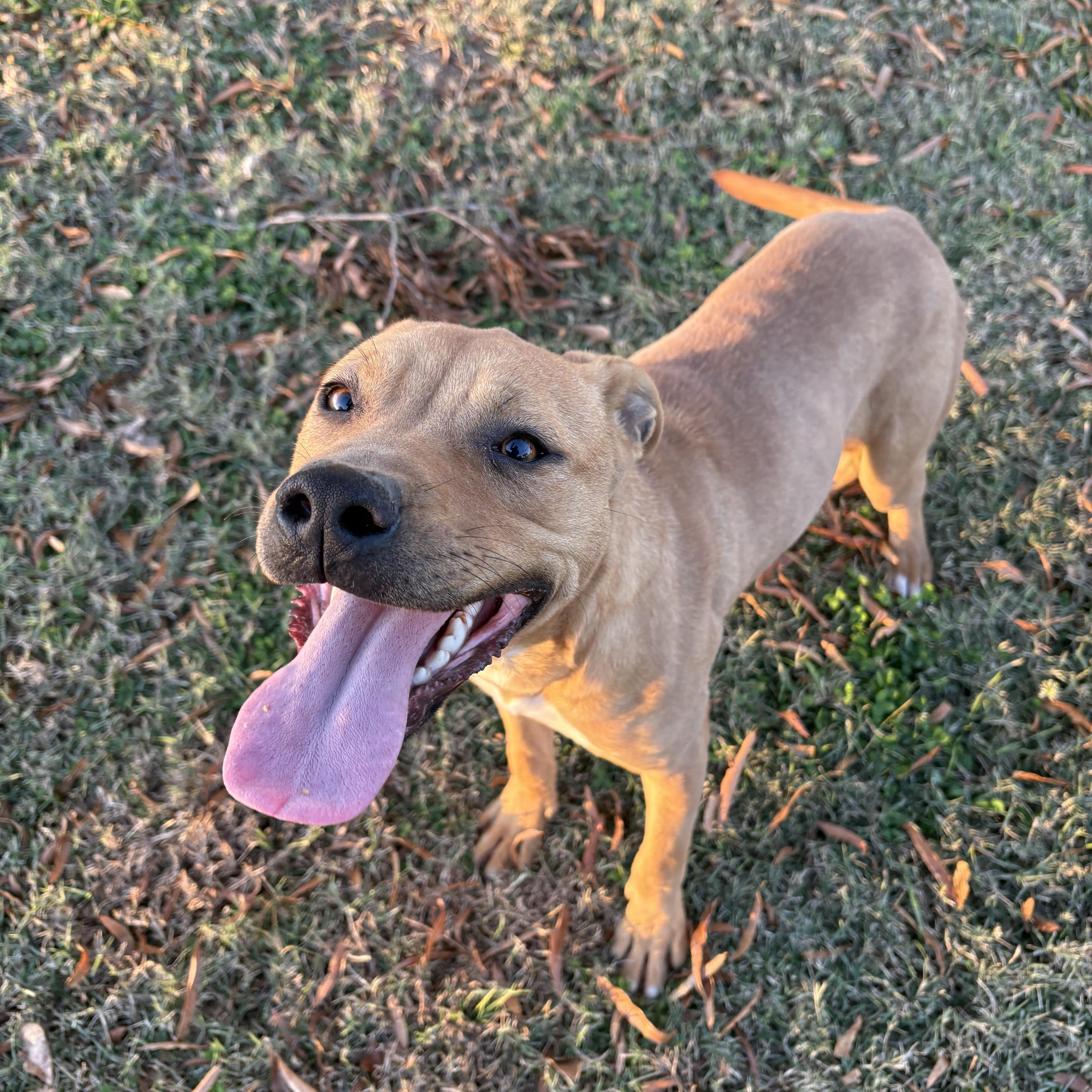 Enlarge Gnocchi, a Adoptable mixed breed in Ayden, NC image 1/6