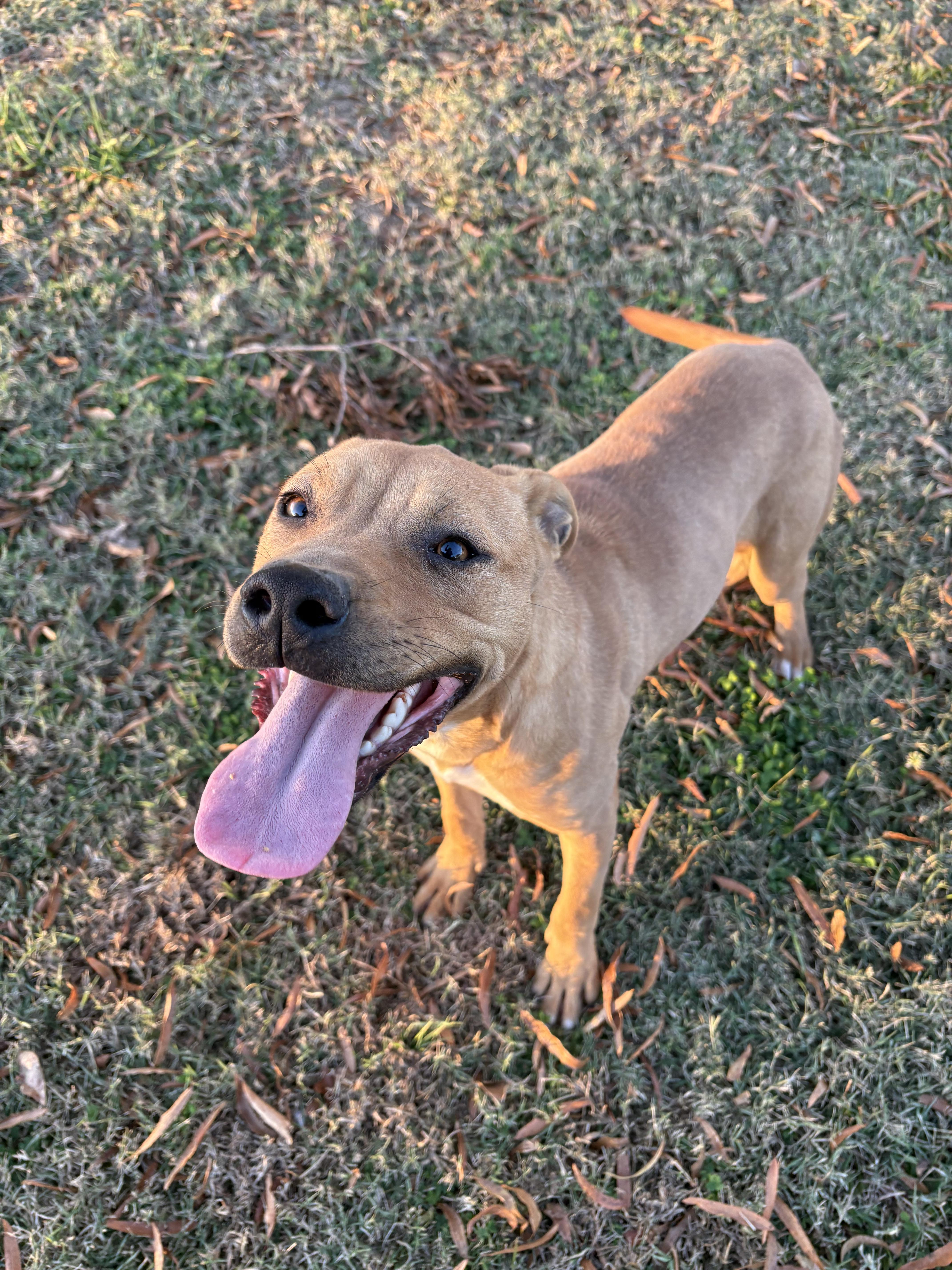 Enlarge Gnocchi, a Adoptable mixed breed in Ayden, NC image 1/6