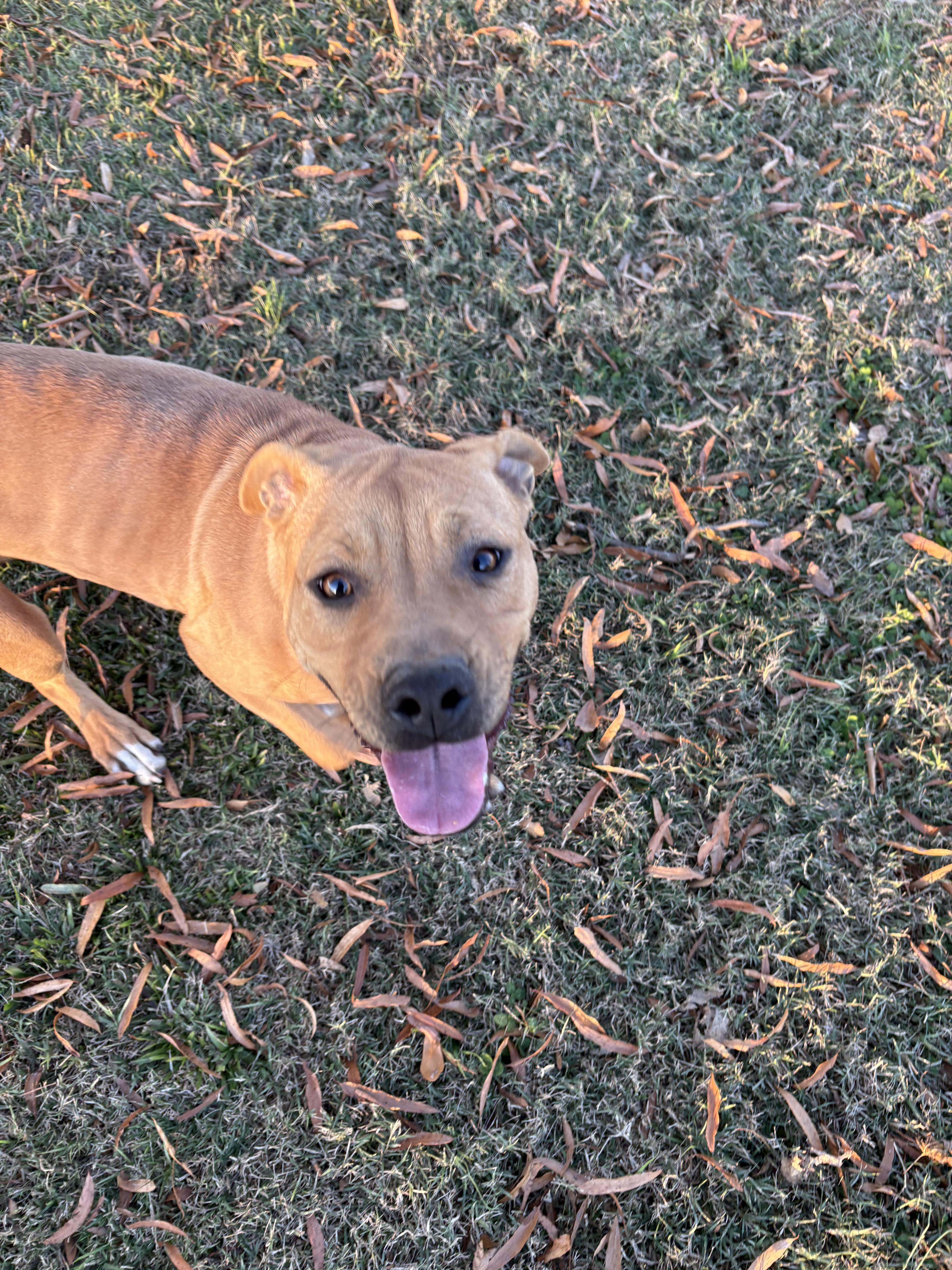 Enlarge Gnocchi, a Adoptable mixed breed in Ayden, NC image 2/6