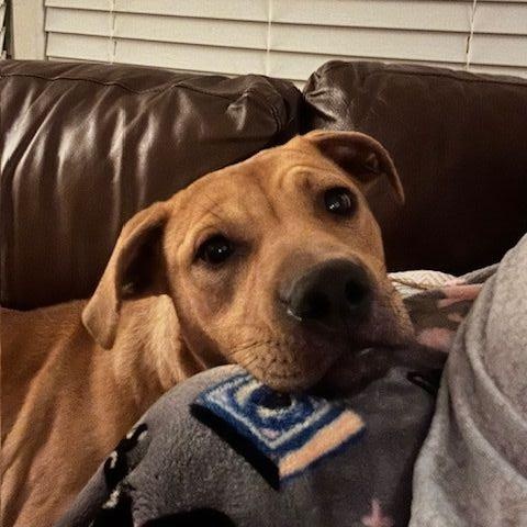 Enlarge Gnocchi, a Adoptable mixed breed in Ayden, NC image 6/6