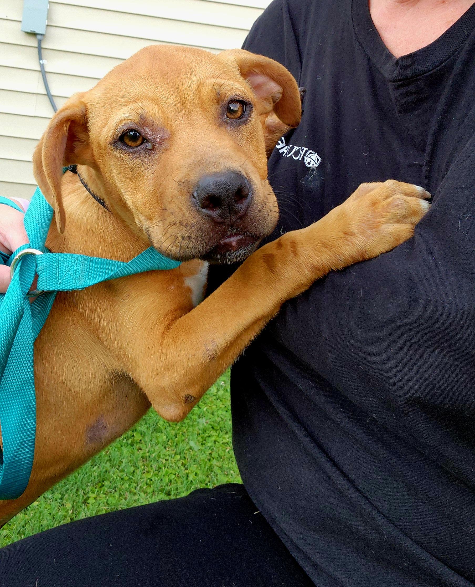 Enlarge Gnocchi, a Adoptable mixed breed in Ayden, NC image 3/6