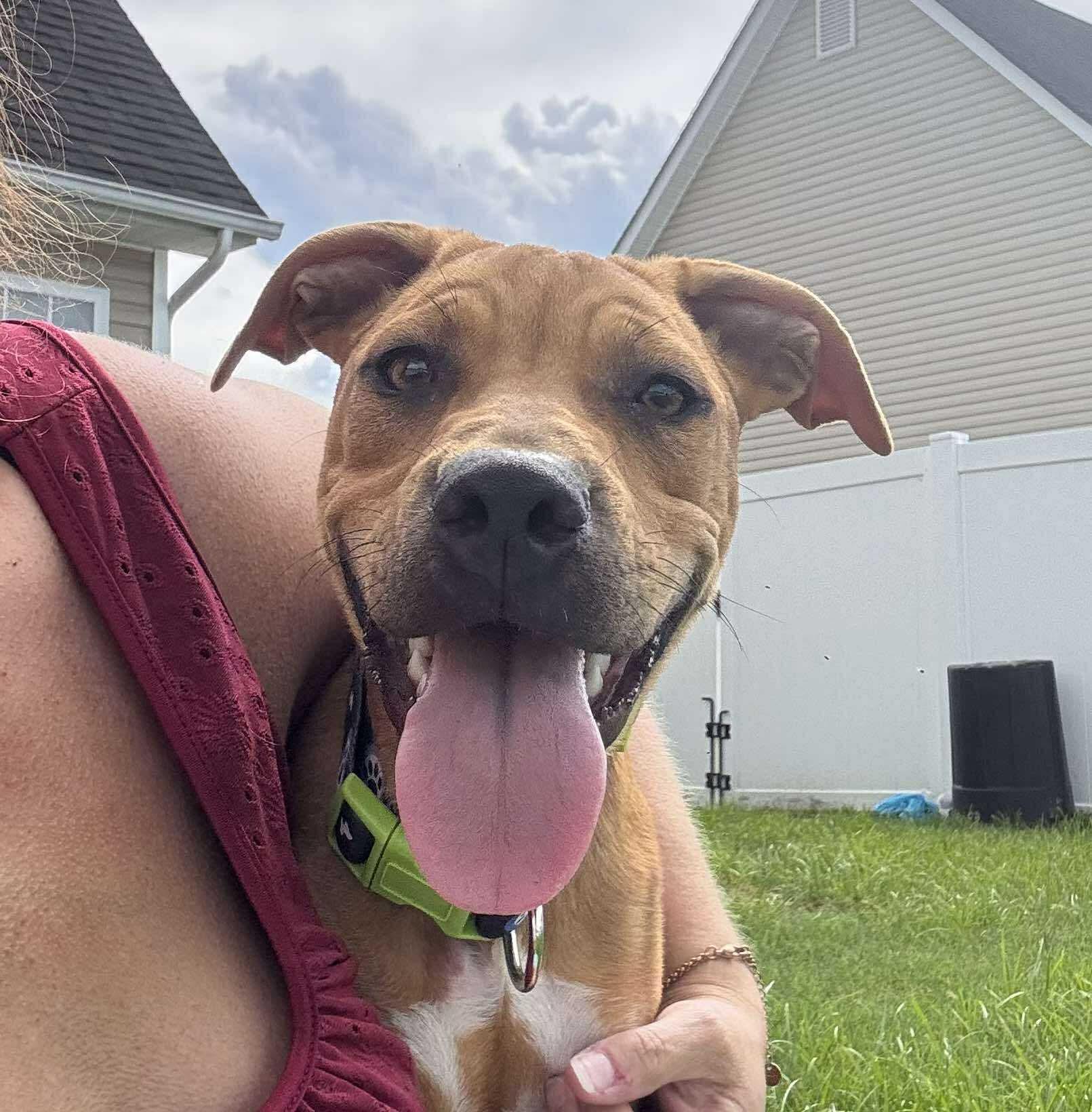 Enlarge Gnocchi, a Adoptable mixed breed in Ayden, NC image 4/6