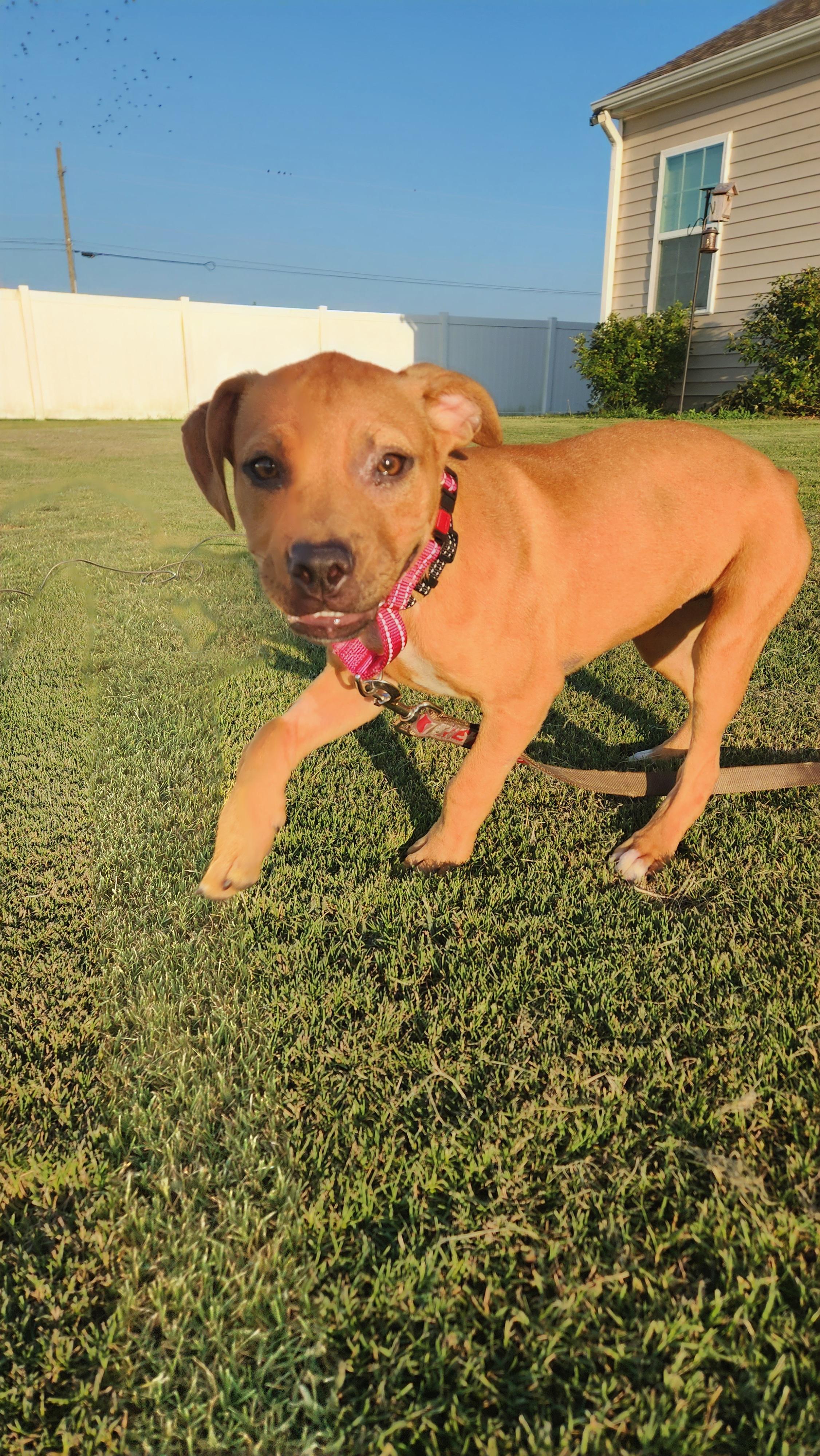 Enlarge Gnocchi, a Adoptable mixed breed in Ayden, NC image 5/6