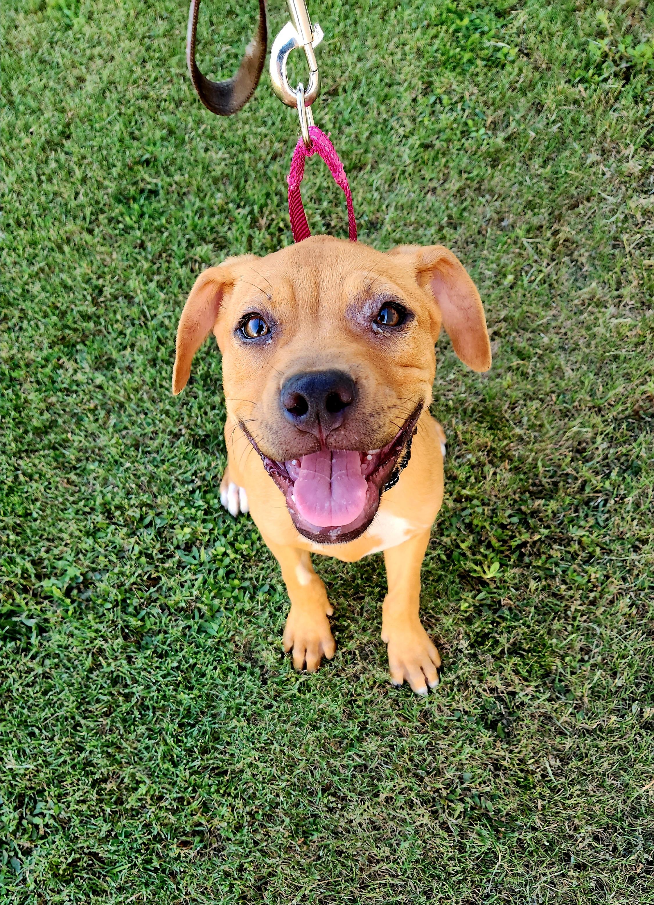 Enlarge Gnocchi, a Adoptable mixed breed in Ayden, NC image 6/6