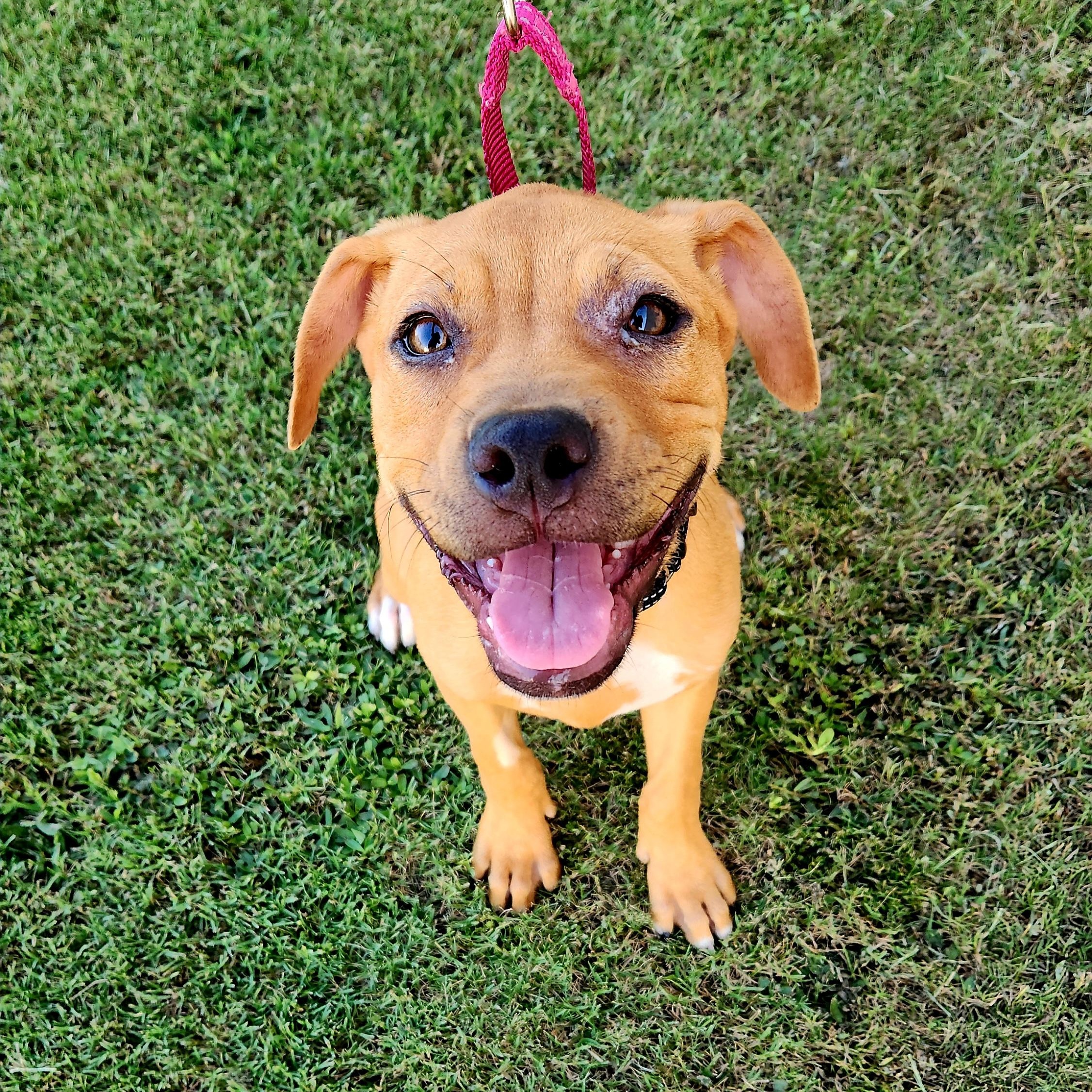 Enlarge Gnocchi, a Adoptable mixed breed in Ayden, NC image 5/6