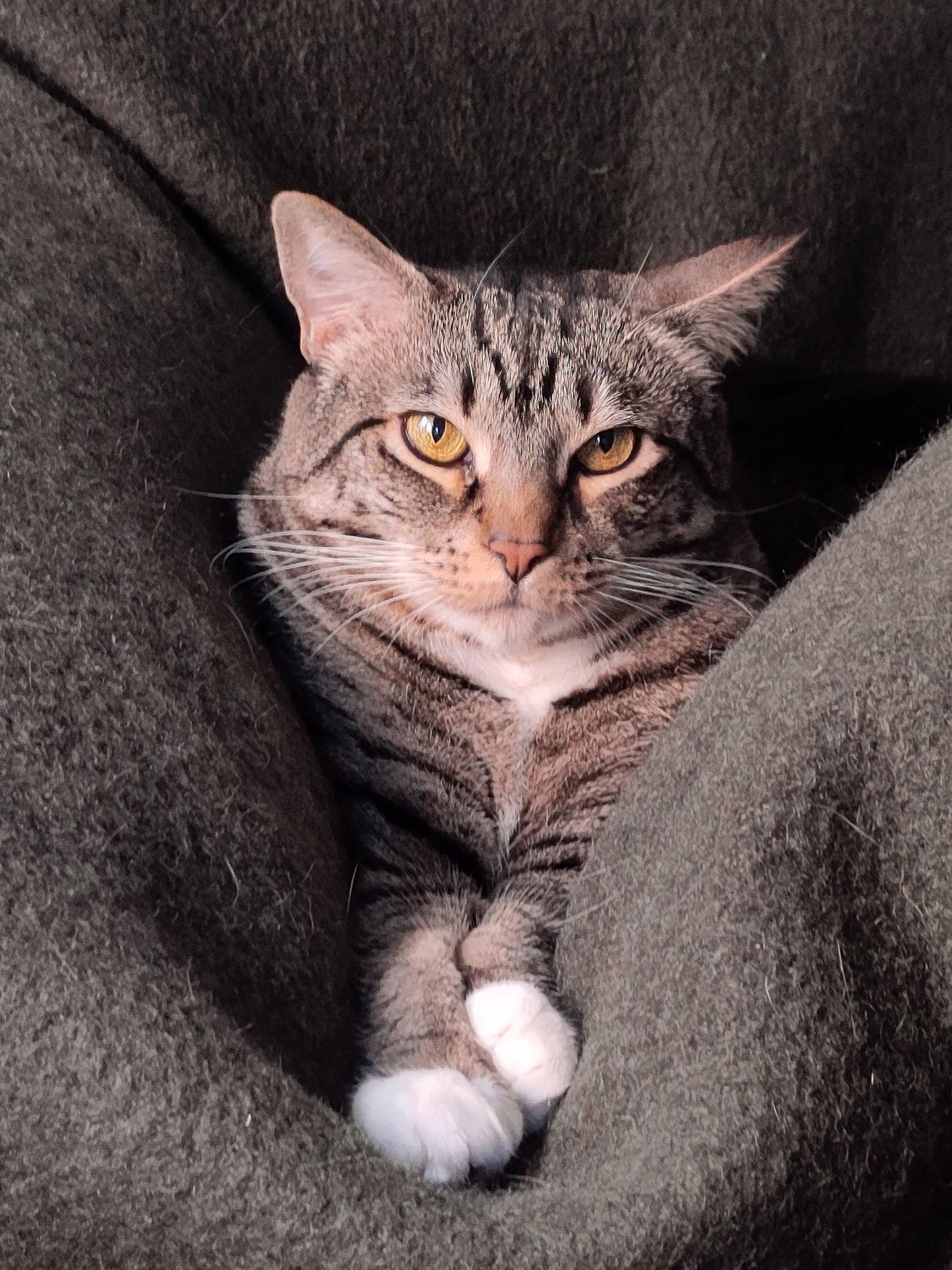 Enlarge Doe, a Adopted mixed breed in Oakland, CA image 1/3