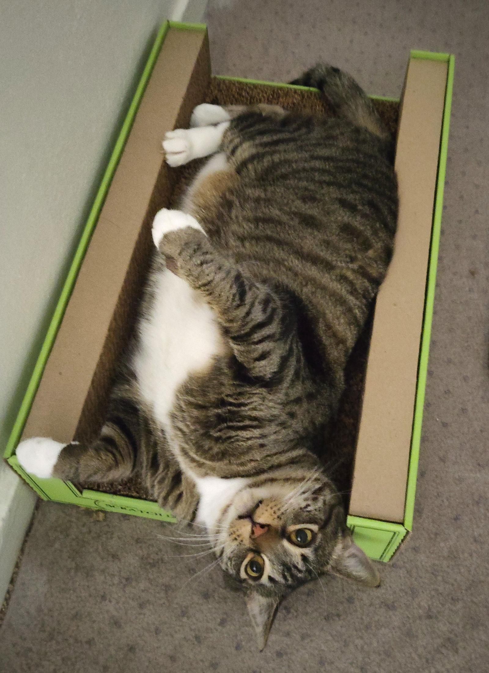 Enlarge Doe, a Adopted mixed breed in Oakland, CA image 2/3